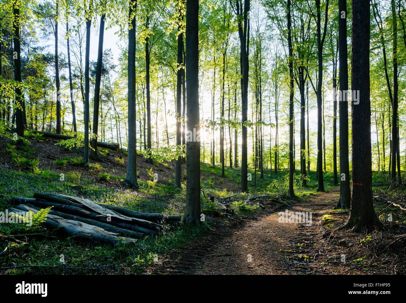 Hallerbos forest, Halle, Vlaams-Brabant, Belgium Stock Photo