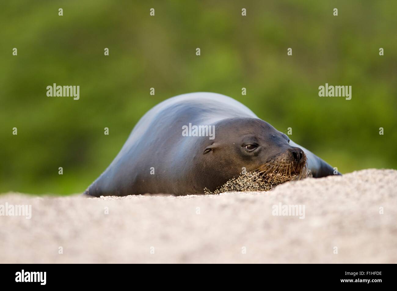 Sealion, resting, Galapagos islands, Equador Stock Photo