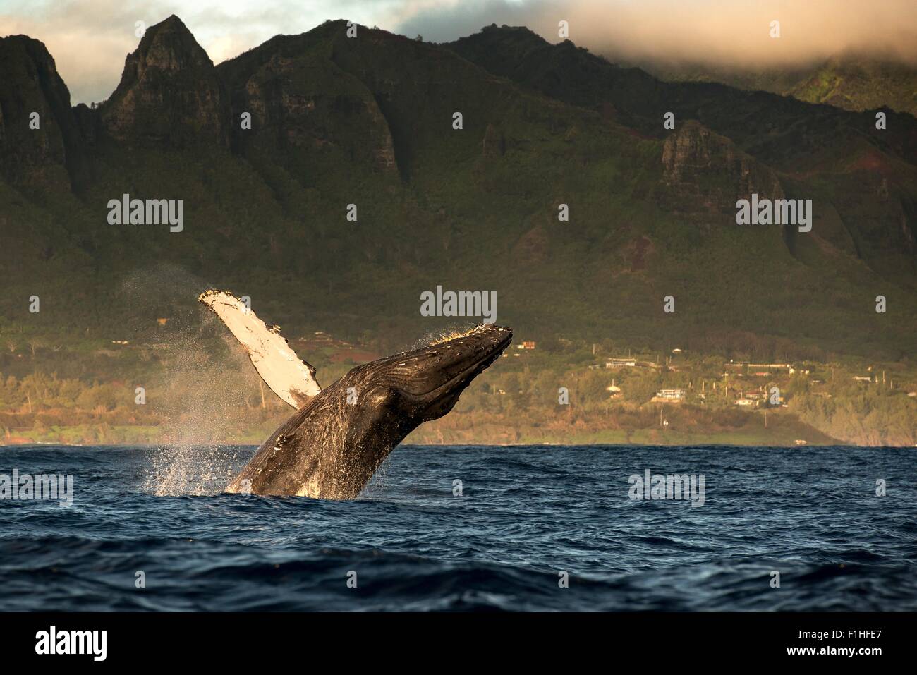 Humpback whale jumping out of water, Kauai island, Hawaii islands, USA Stock Photo