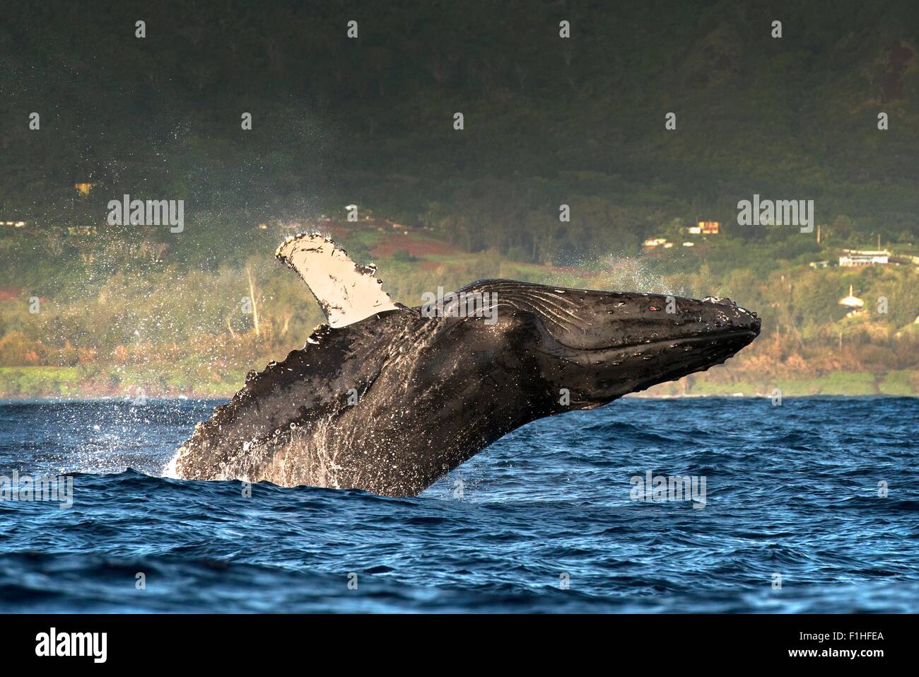 Humpback whale hawaii hi-res stock photography and images - Alamy