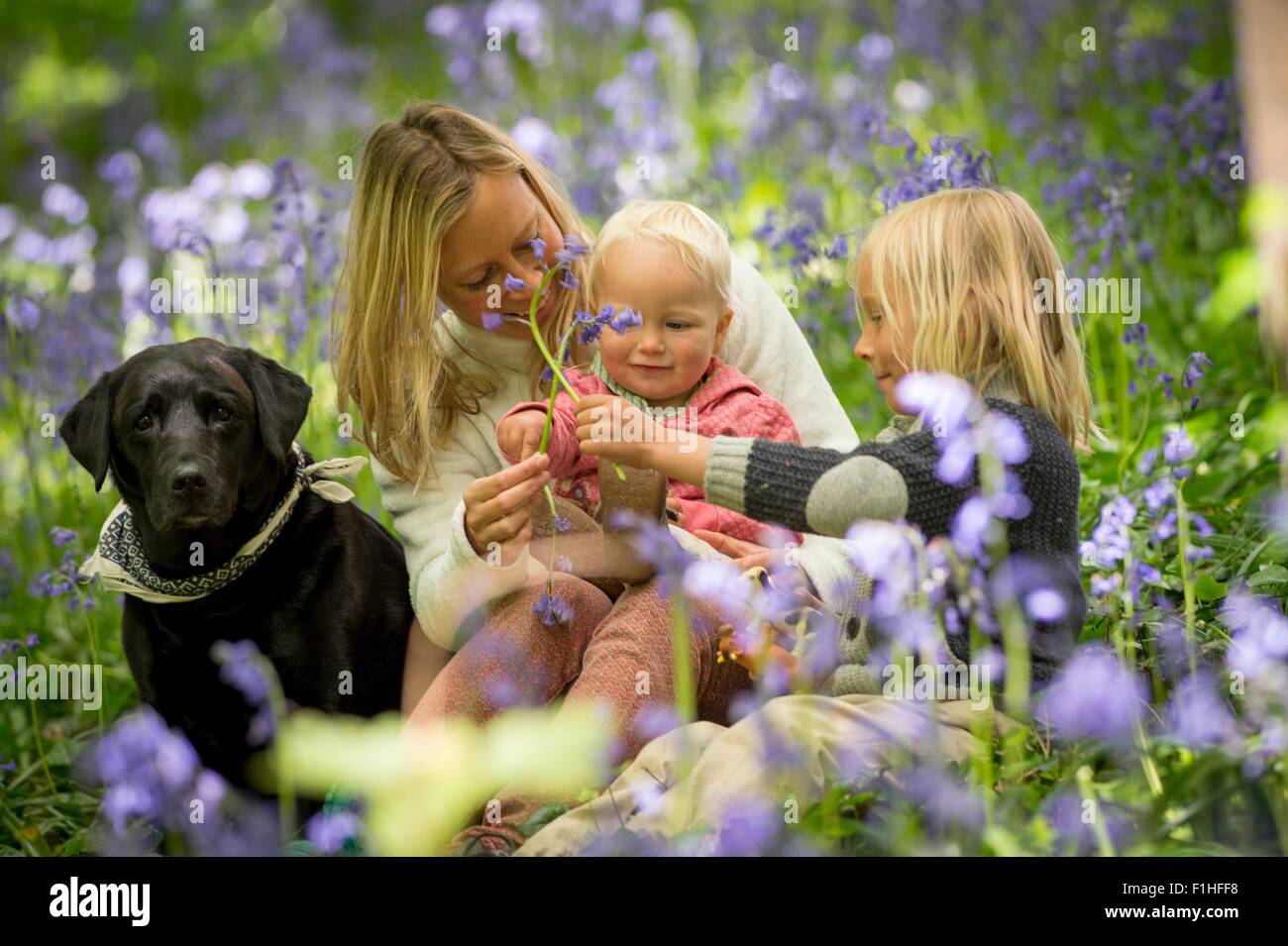 Mother sitting with children and dog in bluebell forest Stock Photo