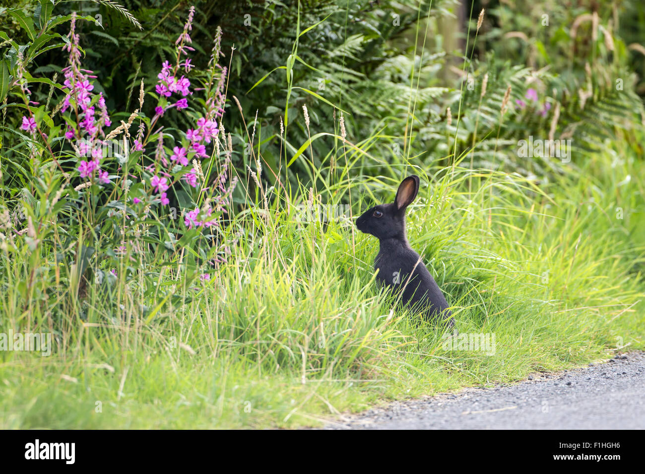 Wild black rabbit with ears pricked in grass verge above Holmfirth West