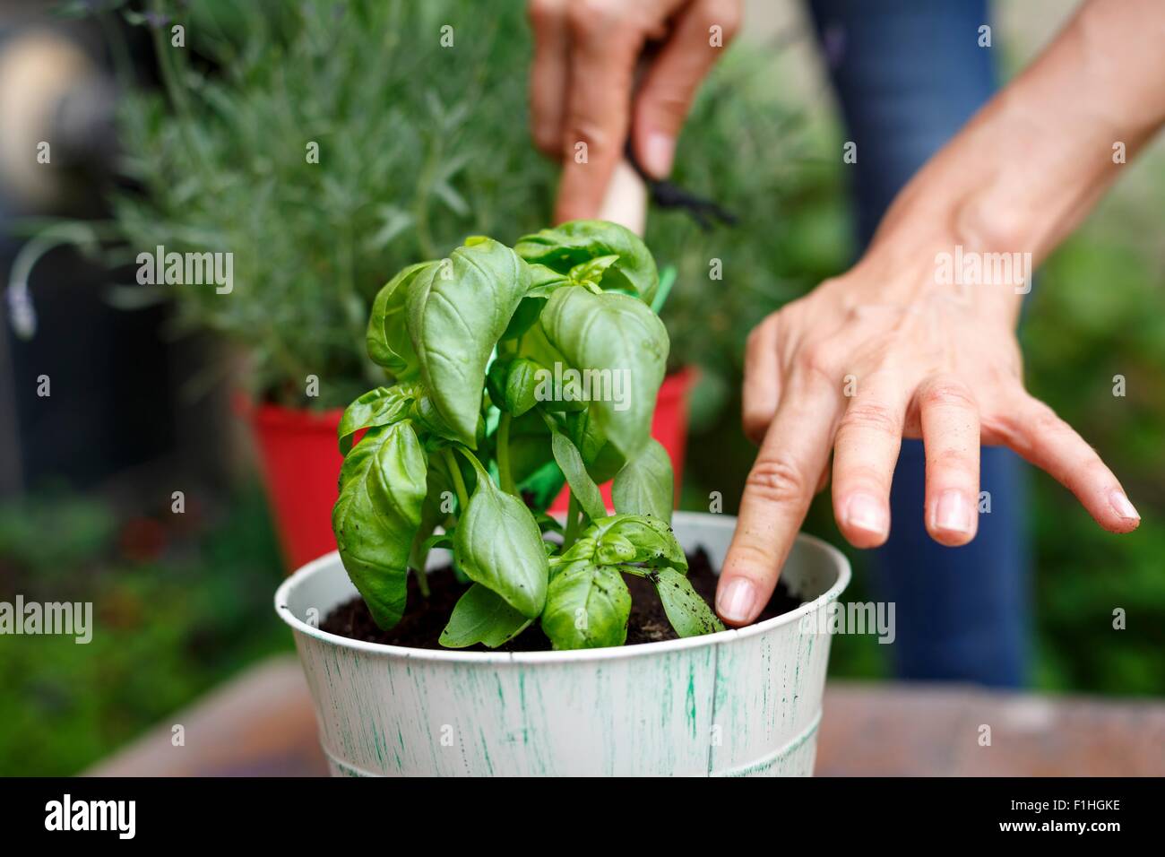 Cropped view of hands planting basil in plantpot Stock Photo