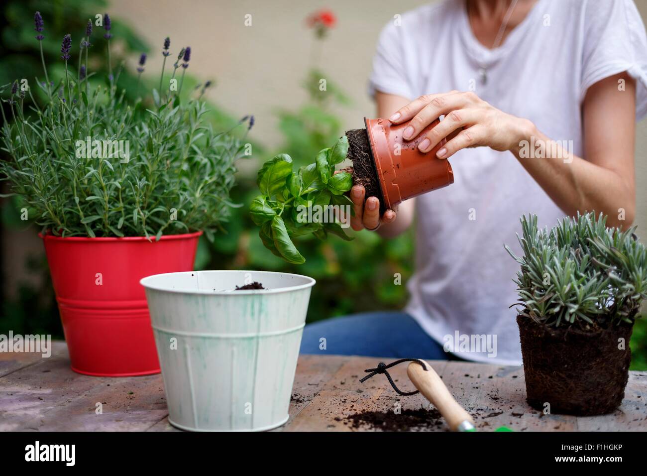 Mid section of mid adult woman potting plants Stock Photo