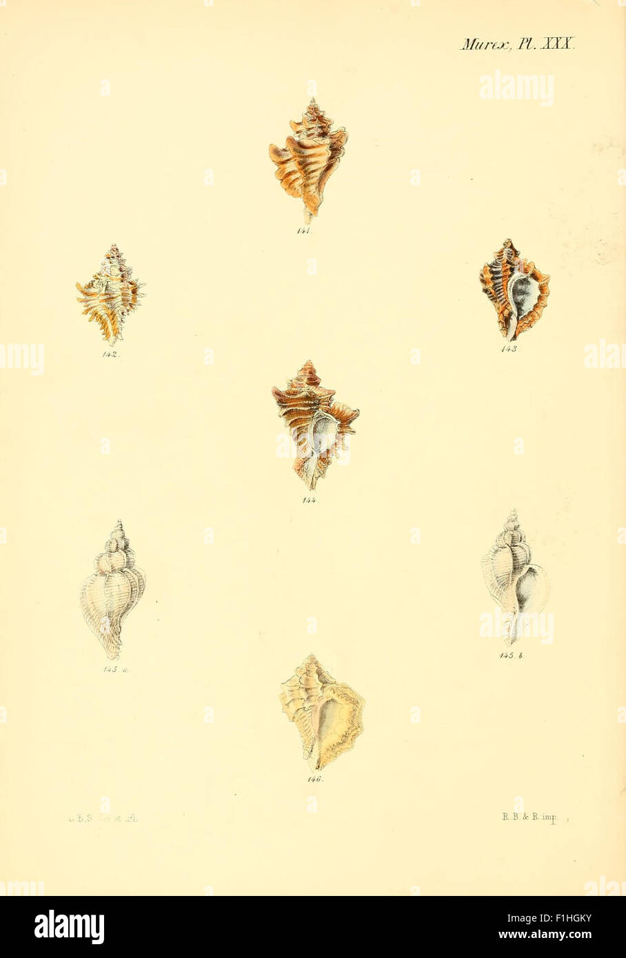 Variety of detailed shell specimens hi-res stock photography and images ...