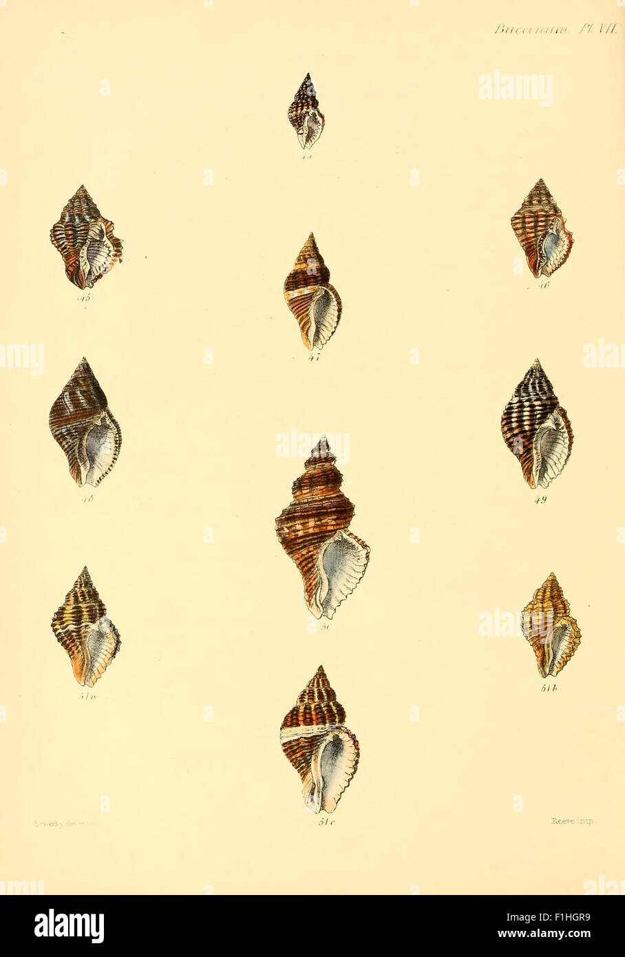 *Conchologia Iconica* is a 19th-century work on the shells of mollusks ...