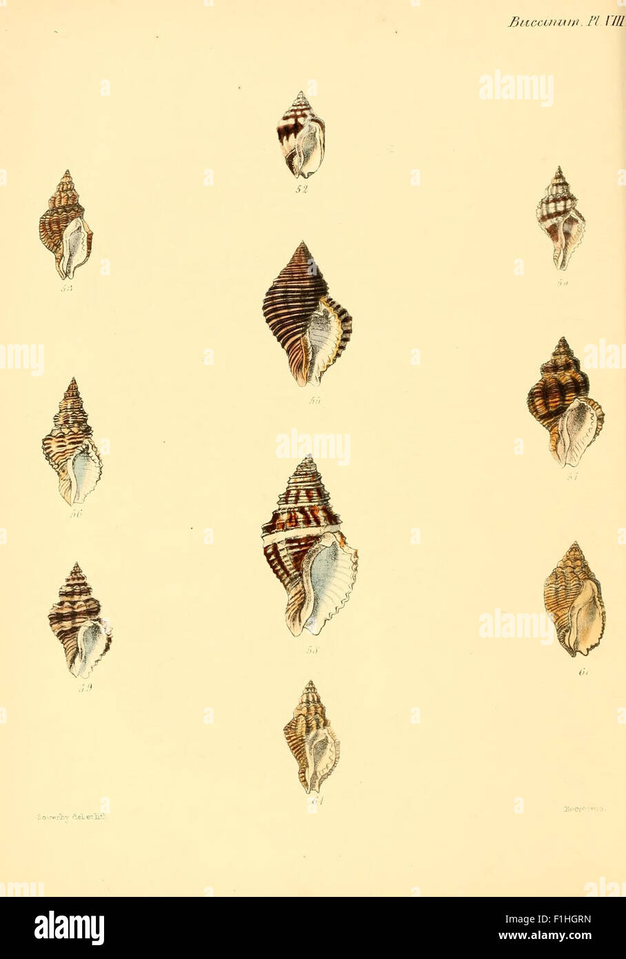 *Conchologia iconica* is a detailed work illustrating the shells of ...