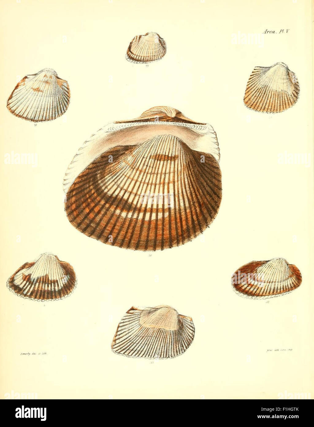 Part of the 'Conchologia Iconica' series, this plate features ...