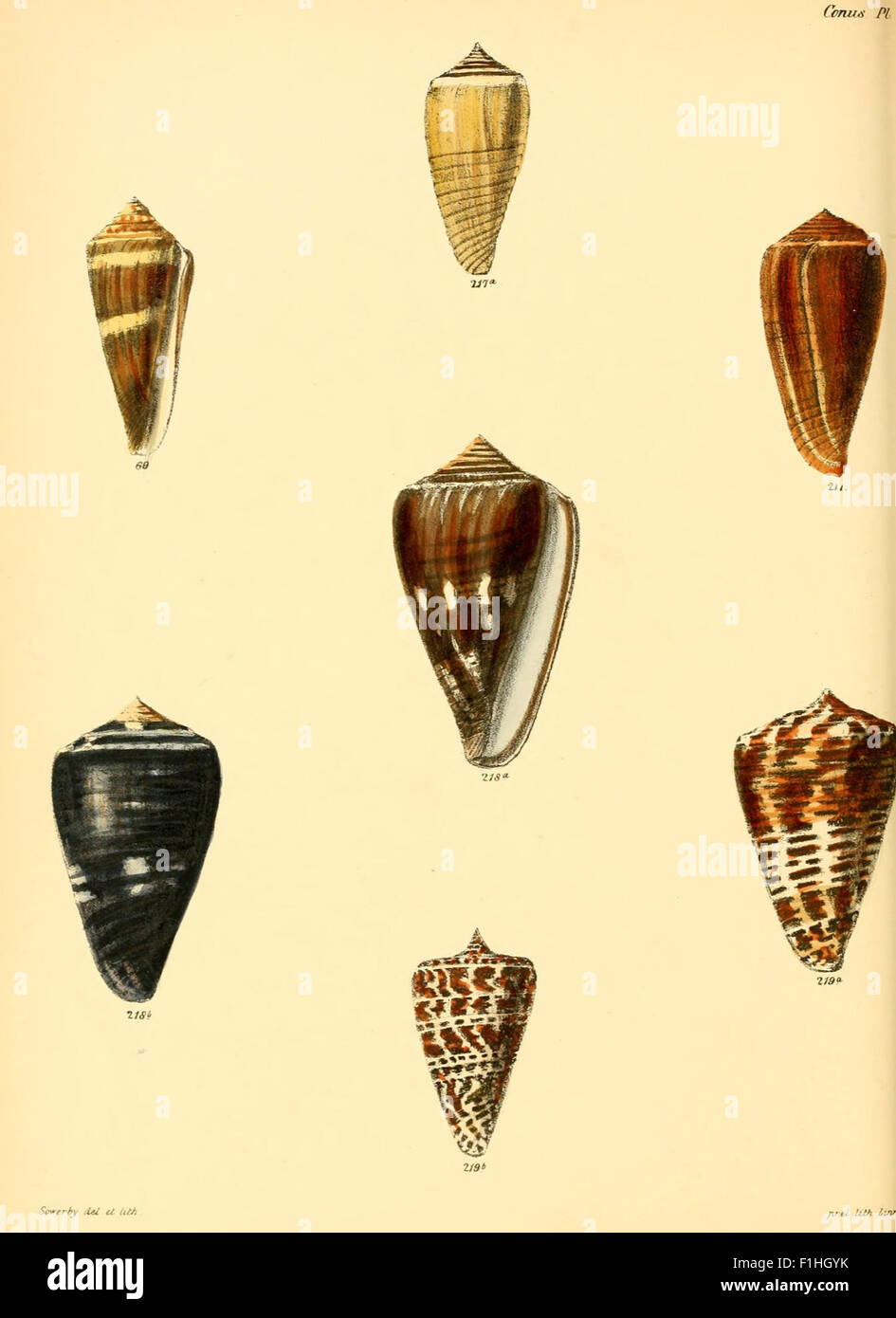 Conus Cinctus Shell Identification This 19th-century conchological work provides detailed illustrations of ...