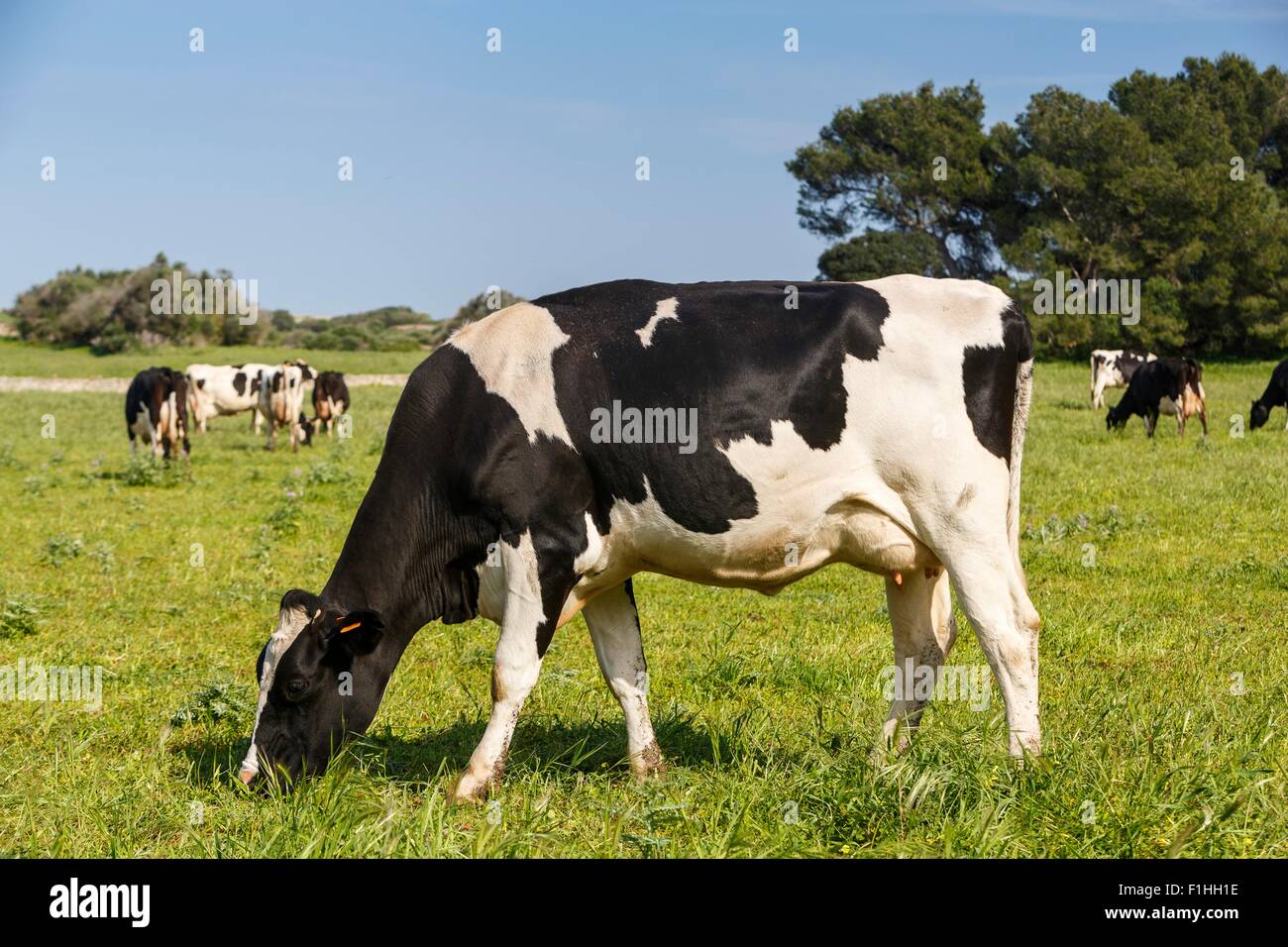 Friesian cows grazing in field Stock Photo - Alamy
