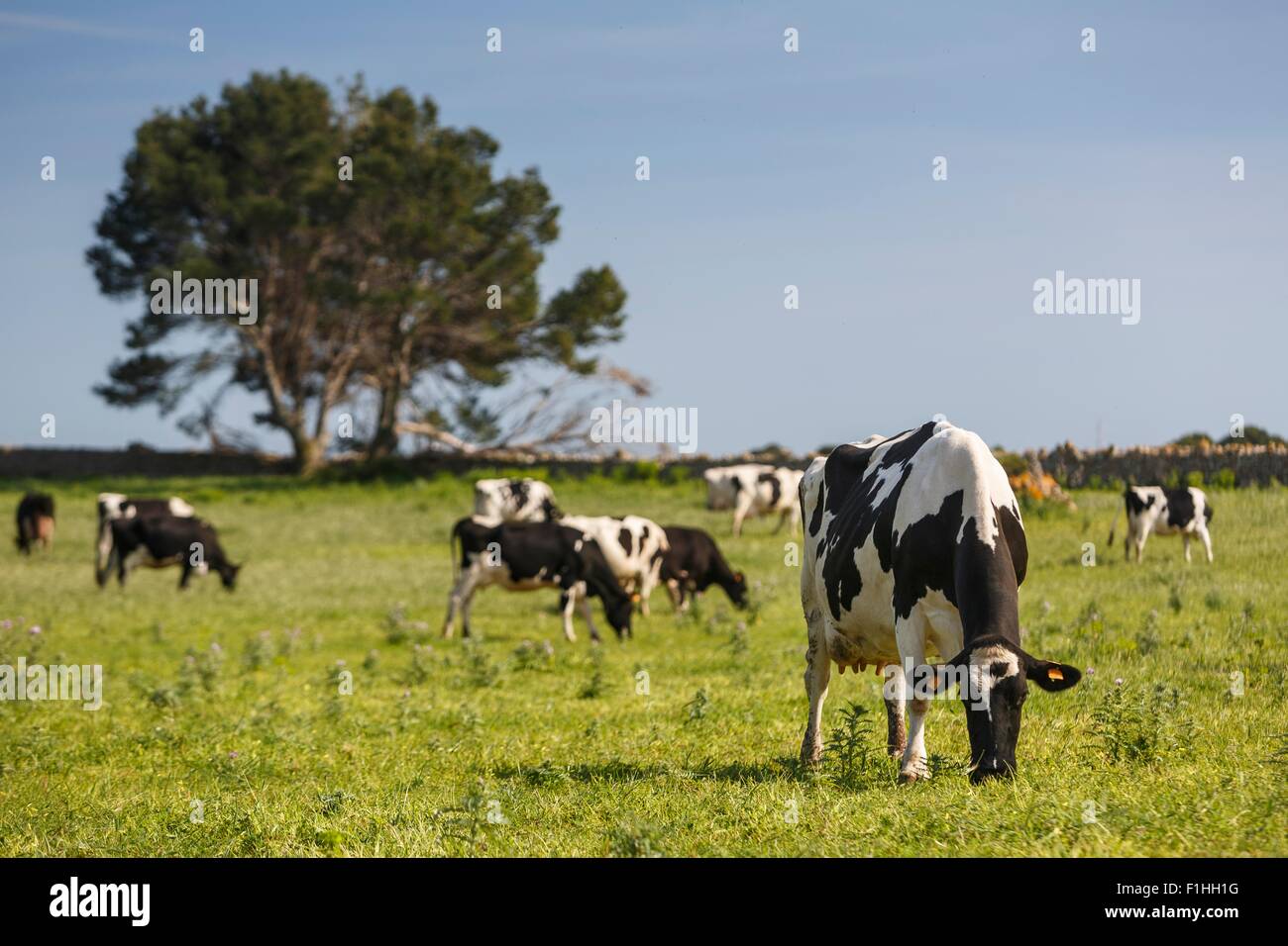 Herd of friesian cows grazing in field Stock Photo - Alamy