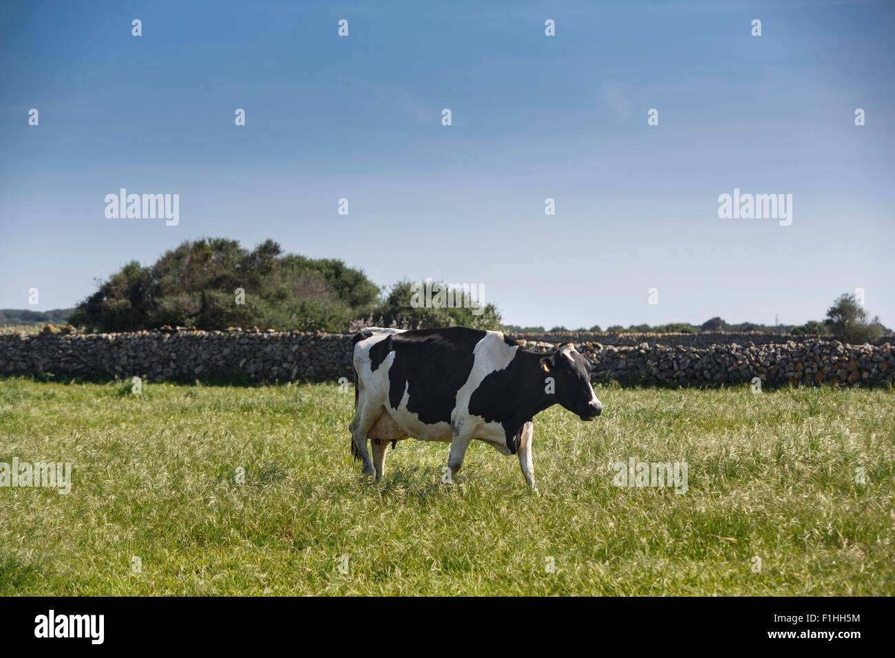 Friesian cow grazing in field Stock Photo - Alamy
