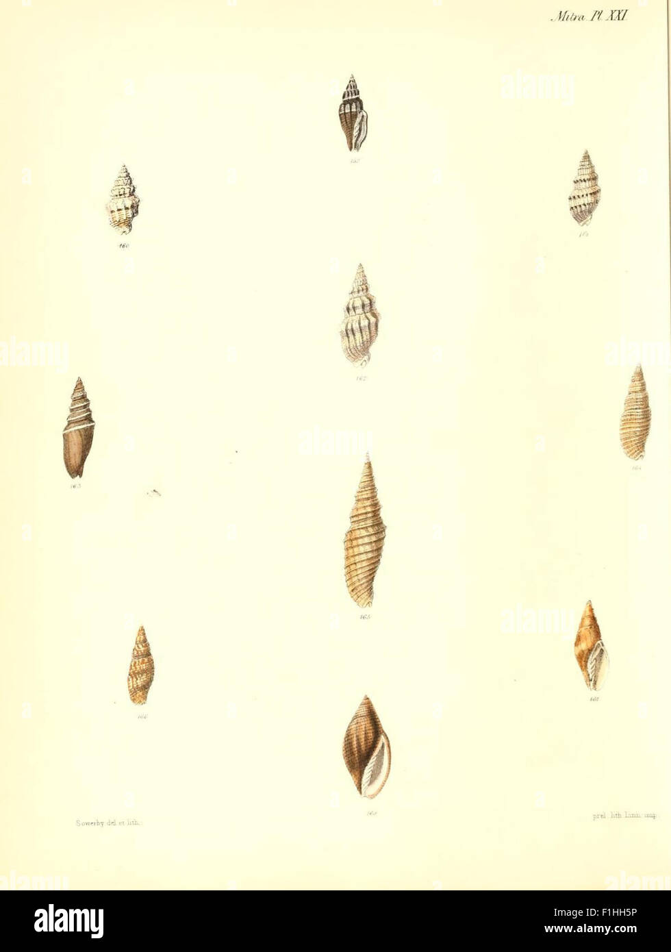 This illustration from the work 'Conchologia Iconica' depicts the ...