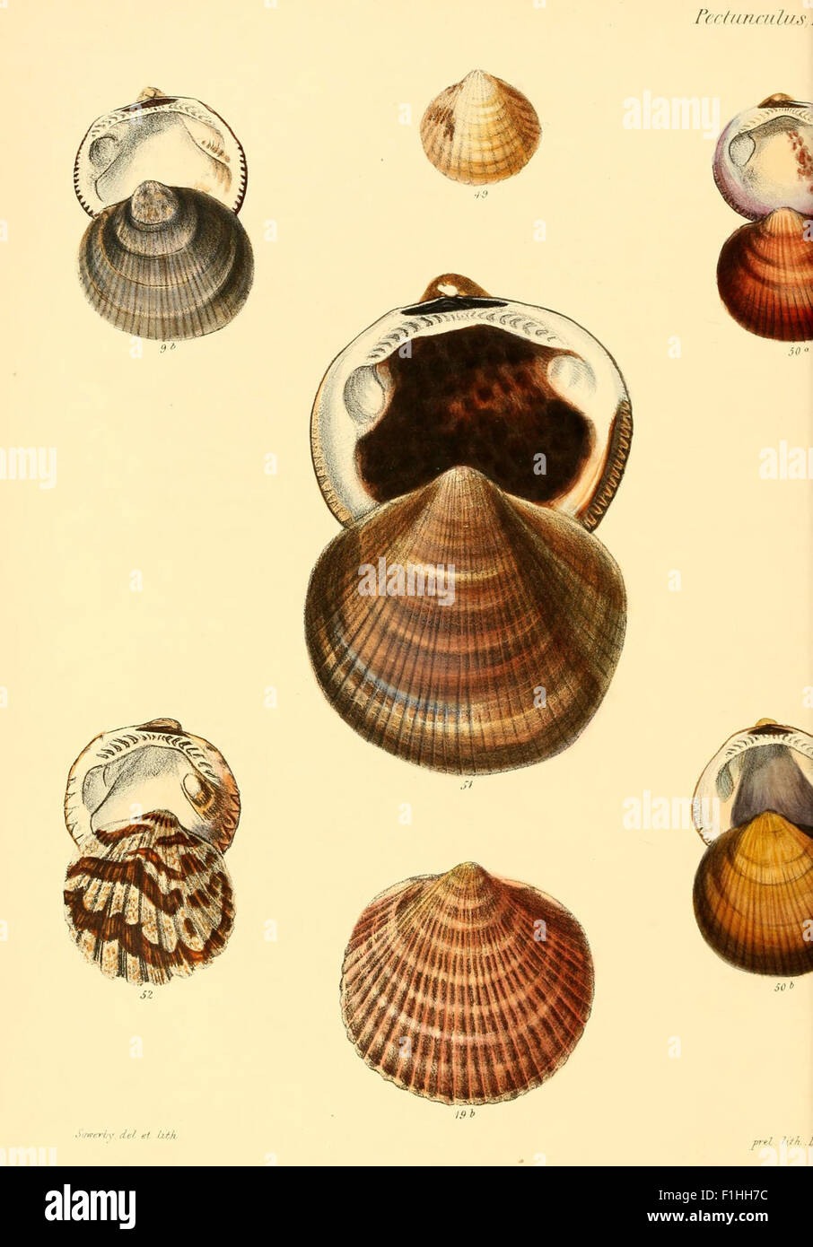 'Conchologia Iconica' illustrates the shells of mollusks, with Plate 9 ...