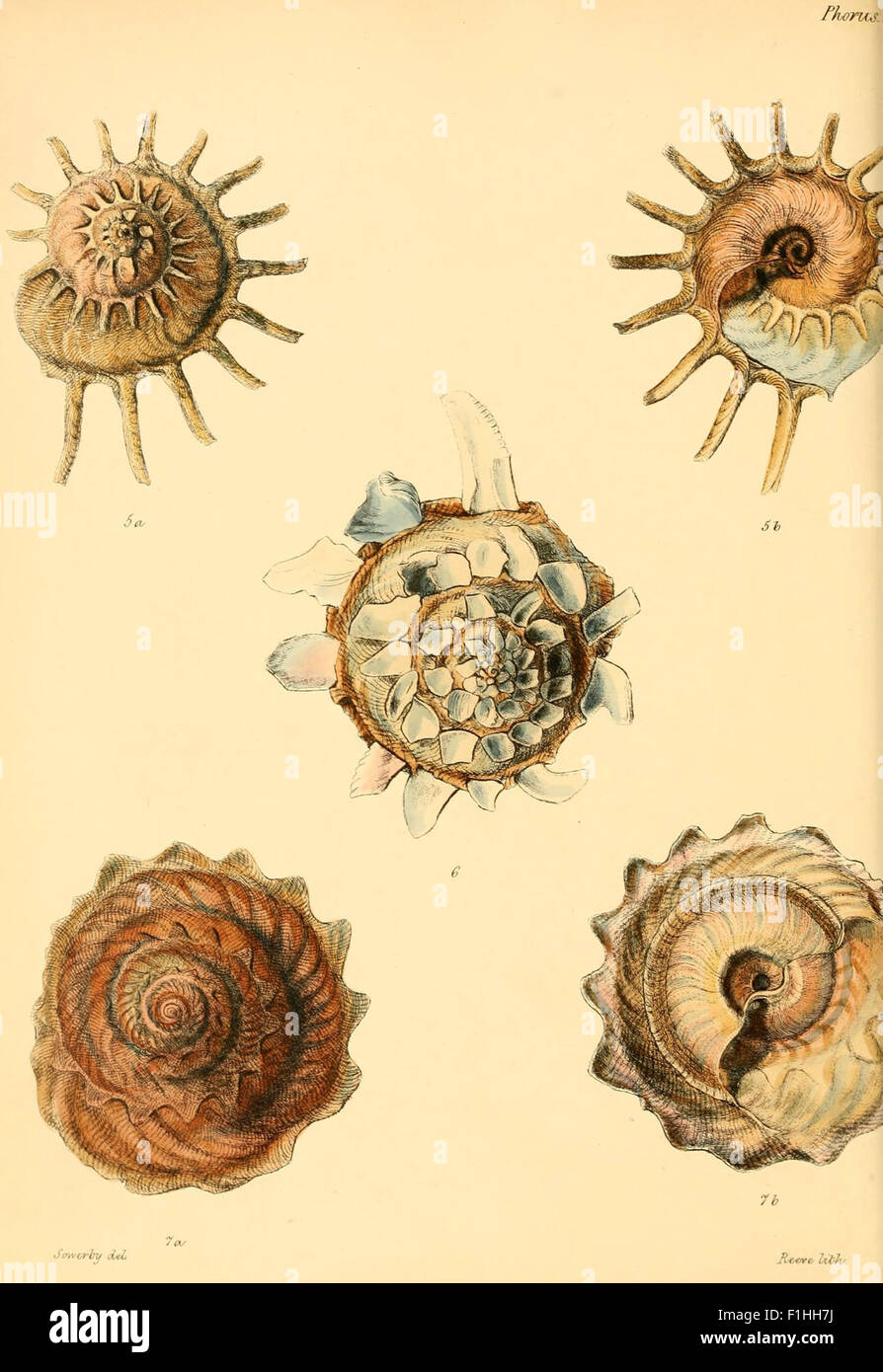 This work offers detailed illustrations of mollusk shells, serving as a ...