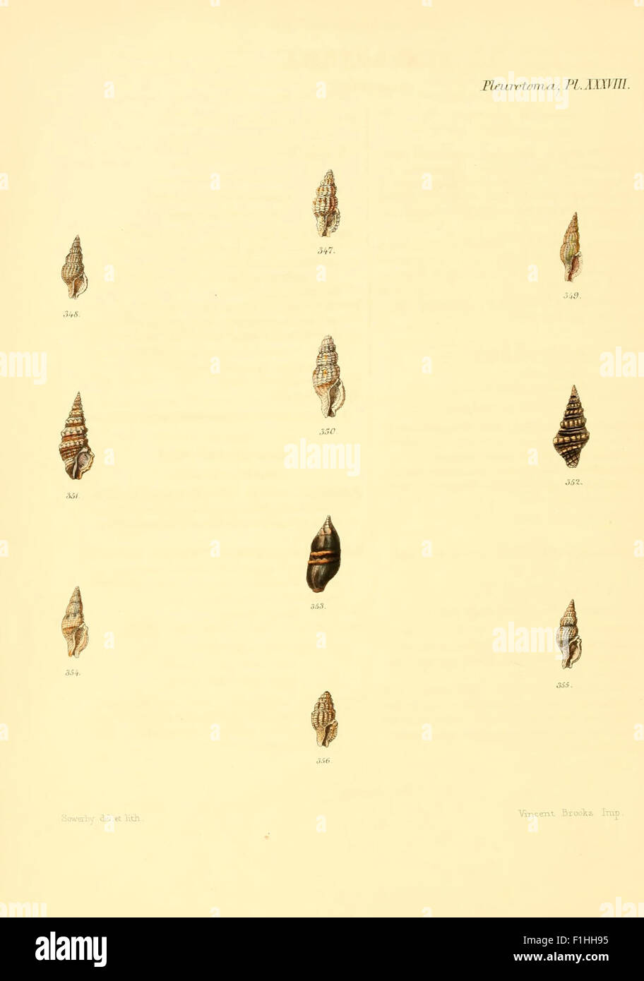 This plate from 'Conchologia Iconica' features illustrations of ...