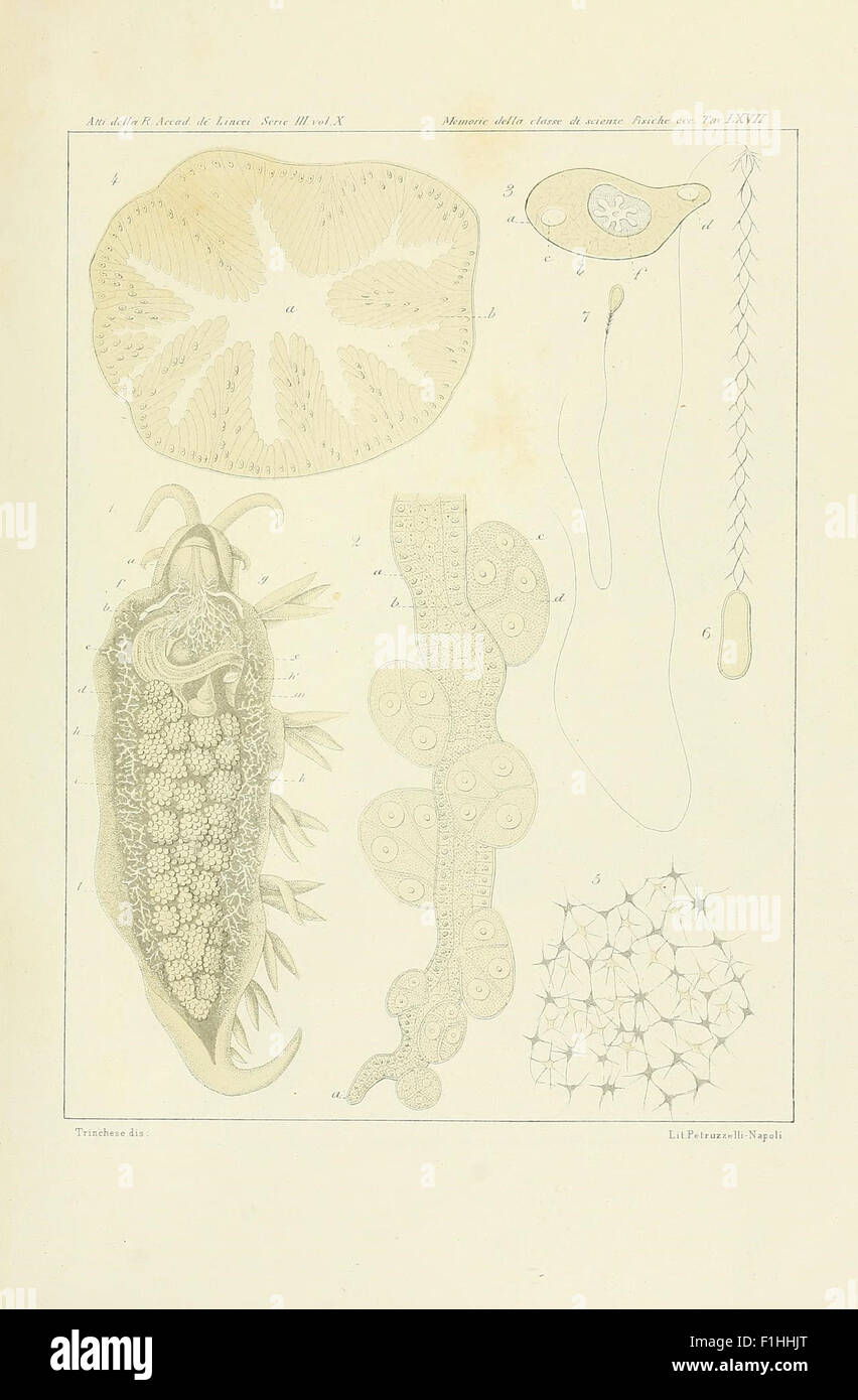 A Historical Study On The Olividae Family And Related Species Found In A Historical Study On The Olividae Family And Related Species Found In