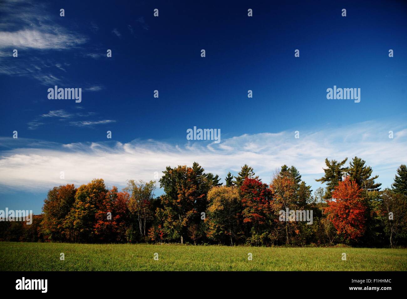 Bright blue sky with tree tops at autumn Stock Photo - Alamy