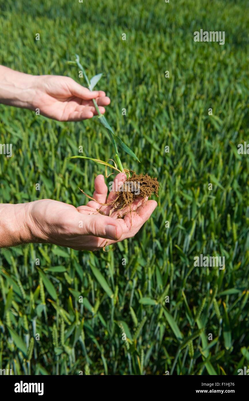 wheat plant roots stock photos wheat plant roots stock images alamy