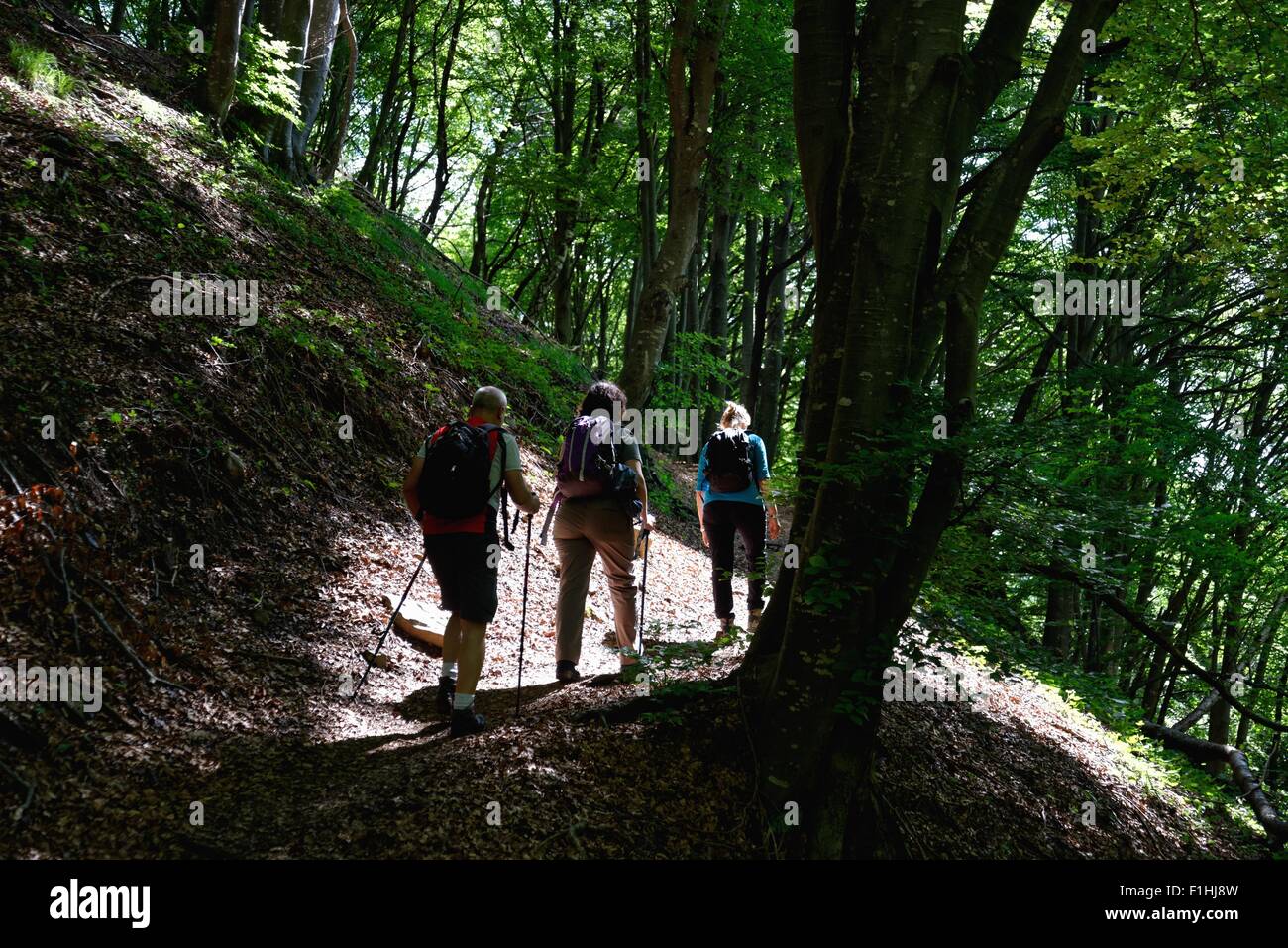 Rear view of mature male and female hikers hiking through forest Stock Photo