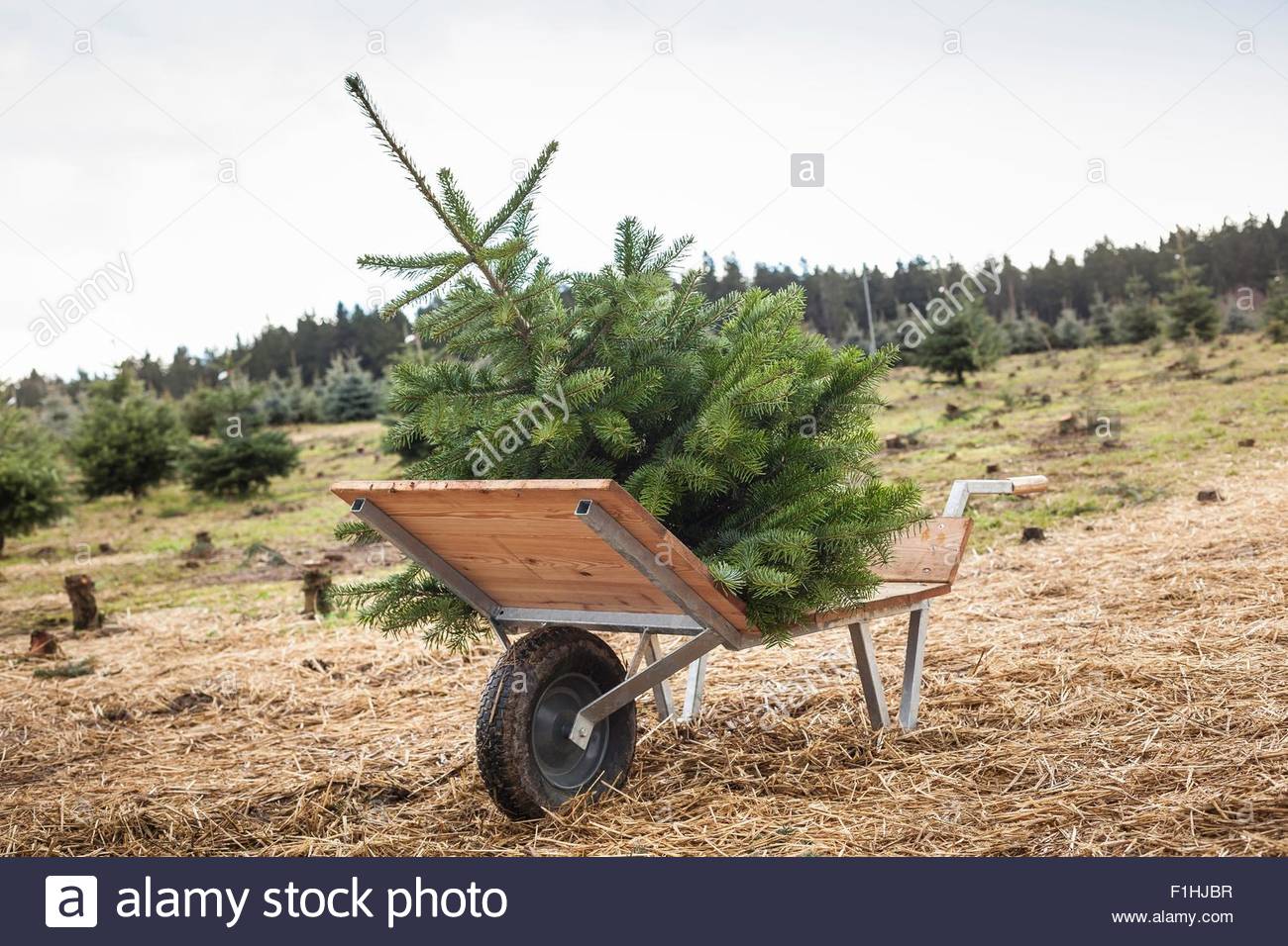 Freshly cut christmas tree in wheelbarrow Stock Photo: 87054123 - Alamy