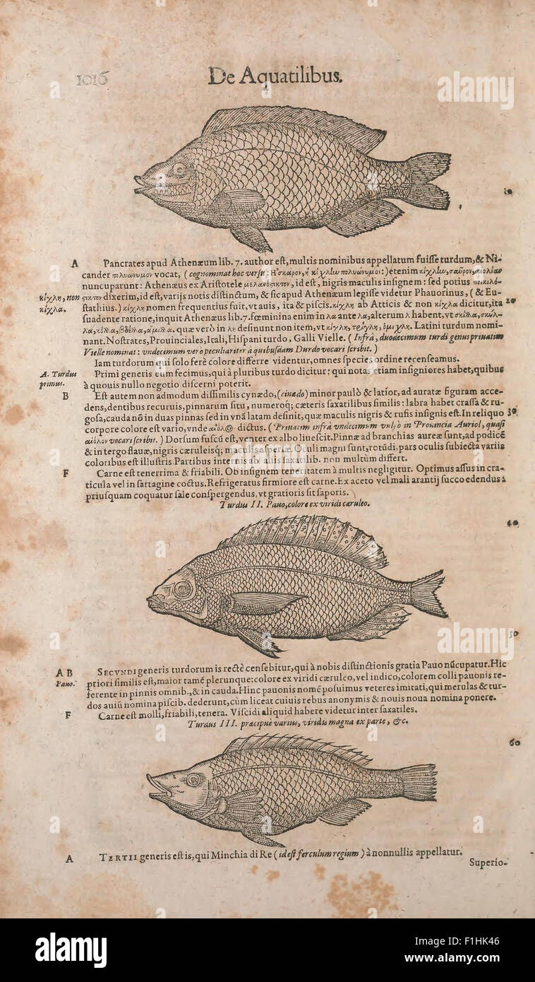 Conradi Gesneri medici Tigurini Historiae animalium liber IV Stock Photo