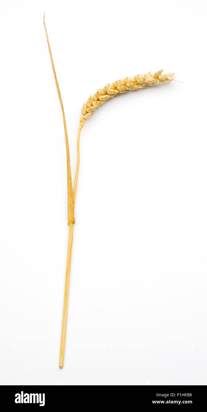 Wheat ear (triticum) isolated on white background. Stock Photo