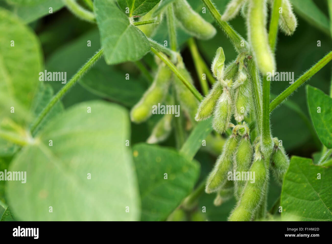 Soy beans on the vine in a northern Illinois field Stock Photo Alamy