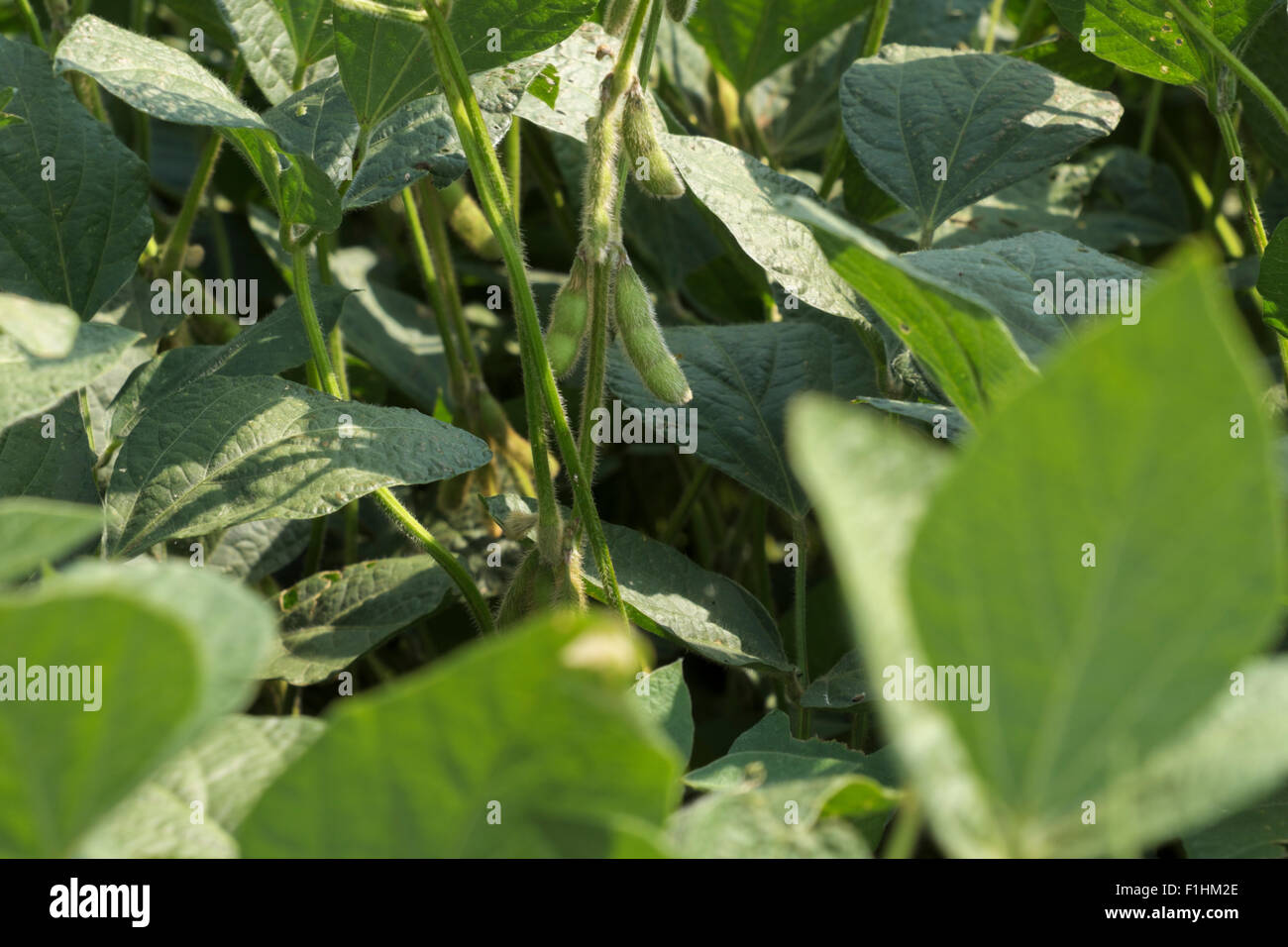 Soy beans on the vine in a northern Illinois field Stock Photo Alamy