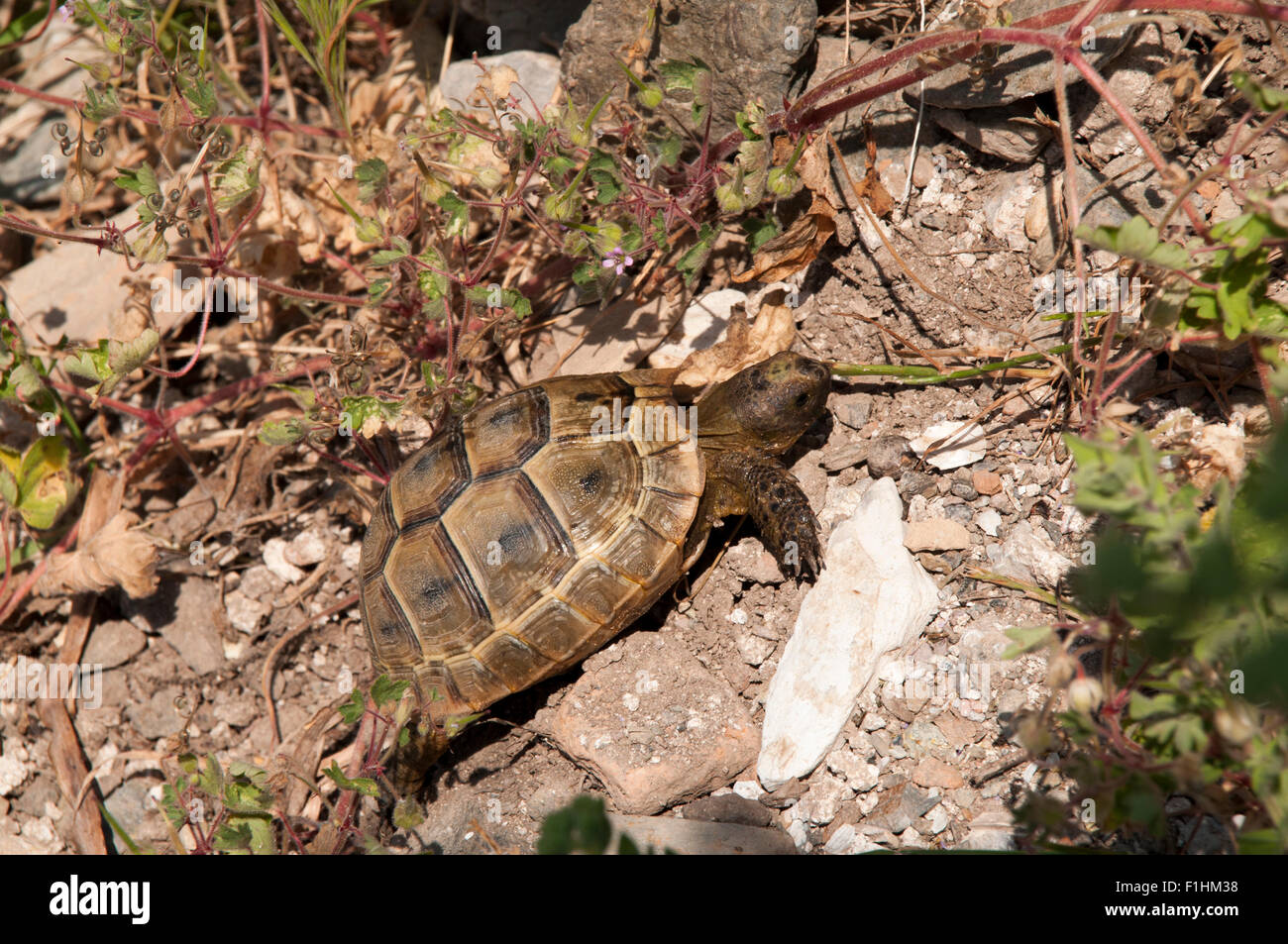 Spur-thighed Tortoises grow up to 30 cm length and live in grassy areas ...