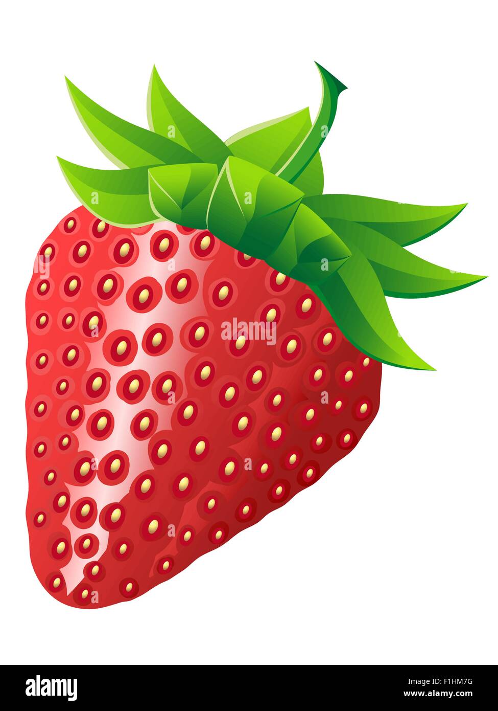 strawberry vector illustration isolated on white background Stock ...