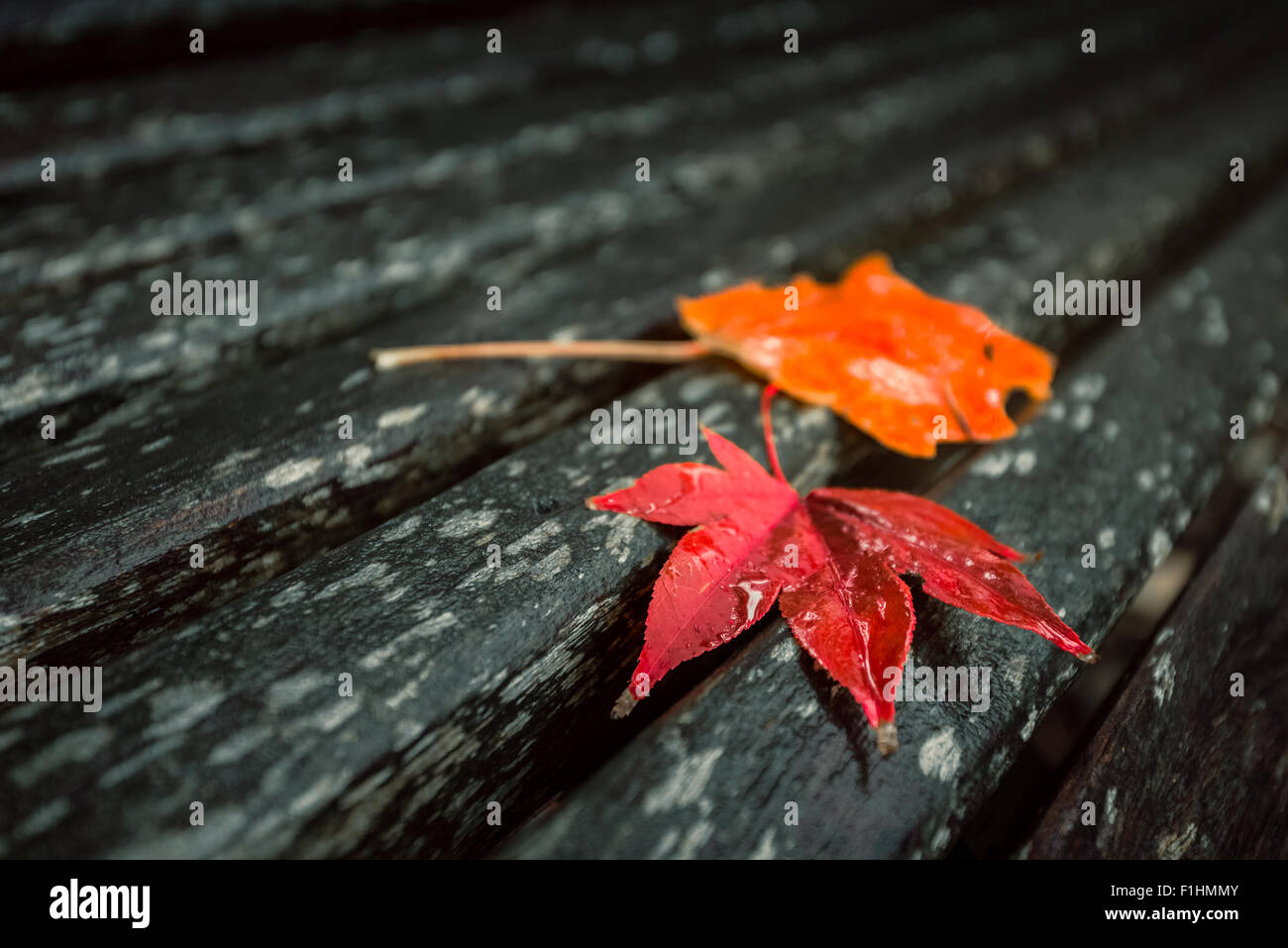 Field Maples High Resolution Stock Photography and Images - Alamy