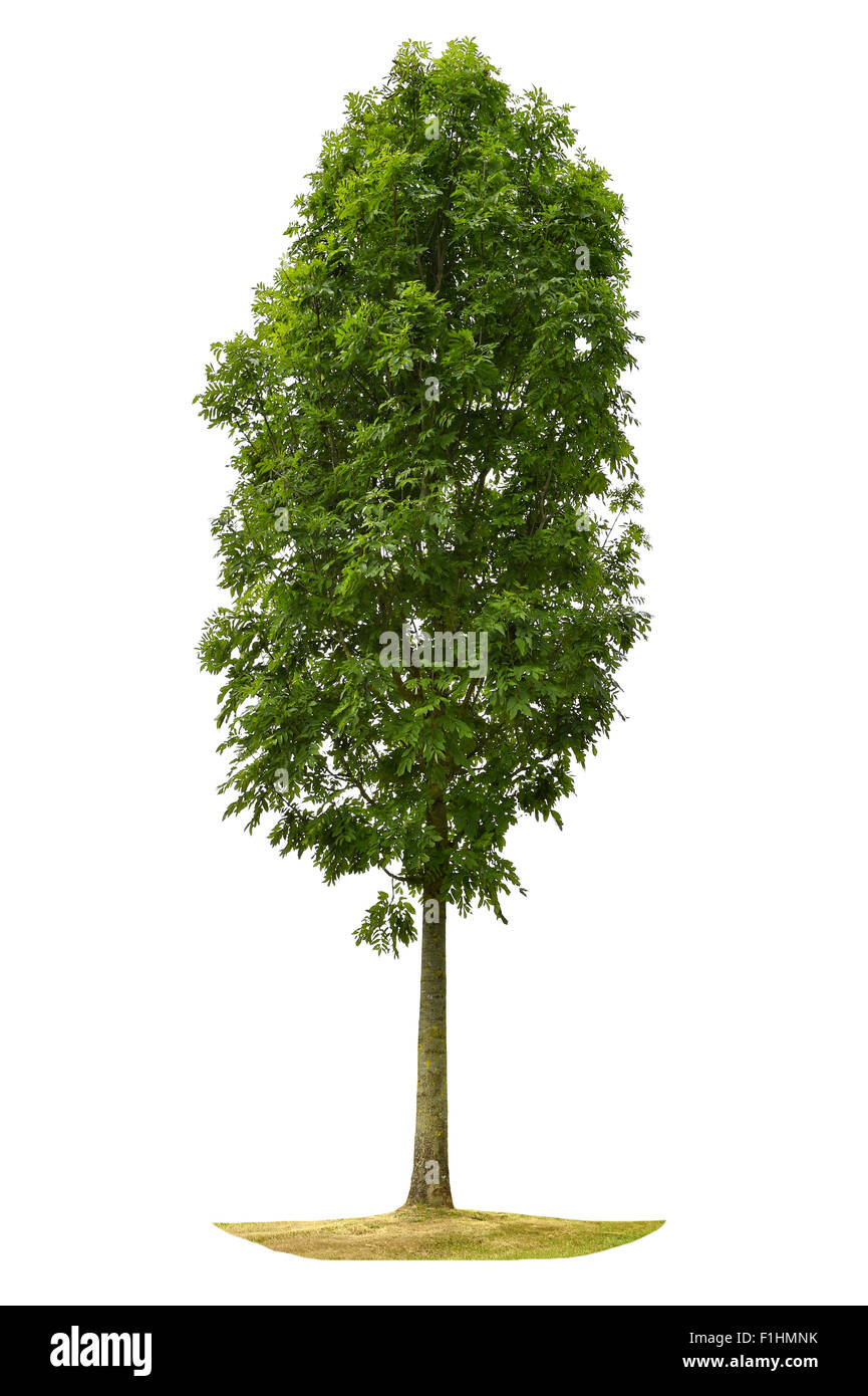 Green tree isolated on white background. Nature object Stock Photo