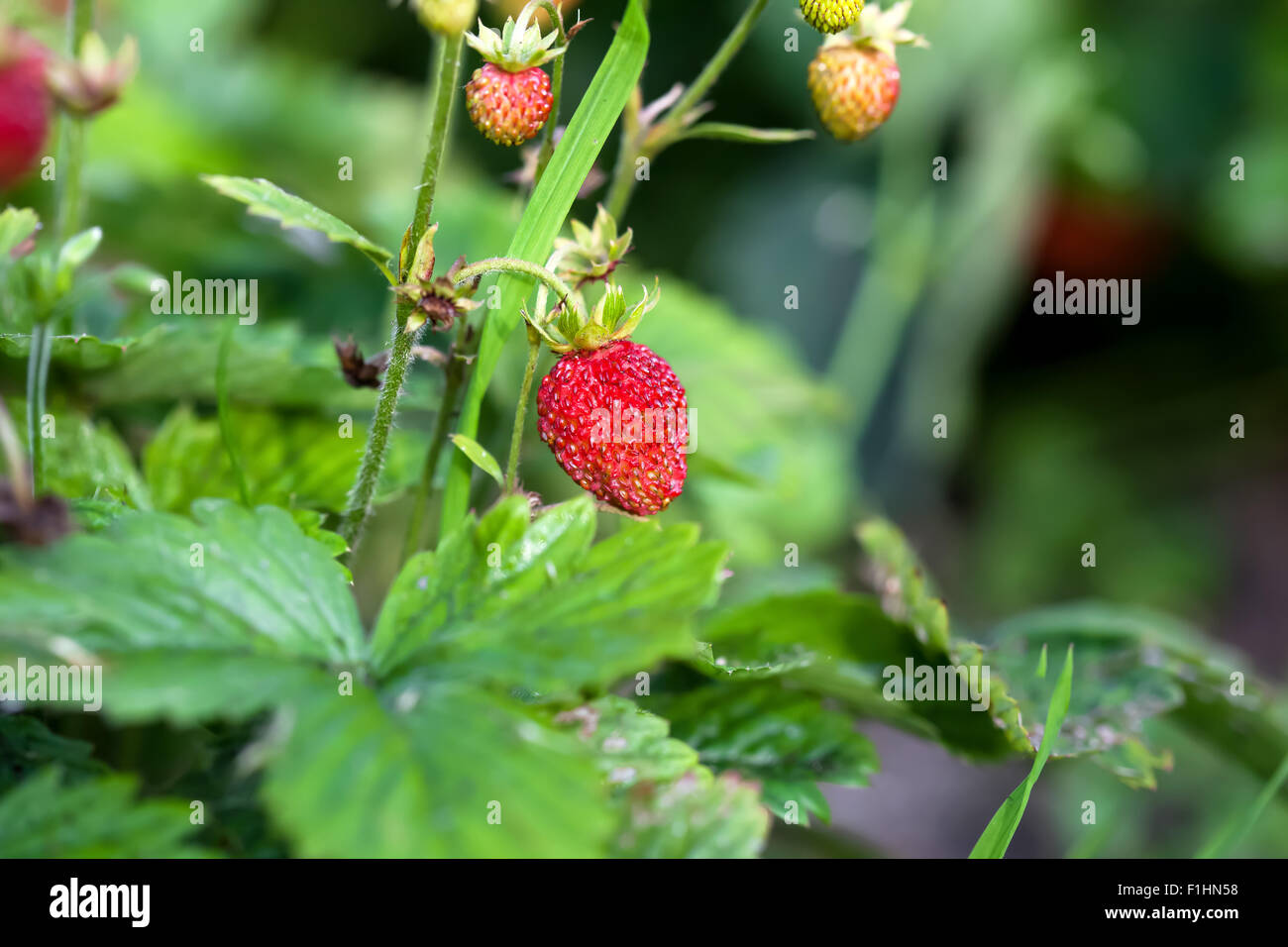 Wild strawberry plant with green leafs and ripe red fruits Stock Photo ...