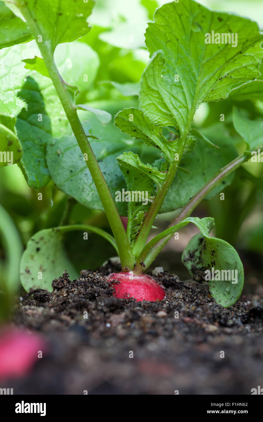 Radishes Ripe Ripe red radish in the garden, closeup Stock Photo - Alamy