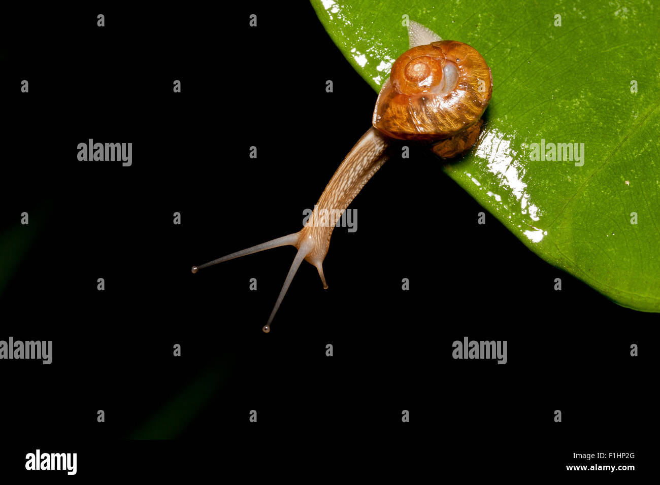 Interested snail sitting in the grass on green leaf Stock Photo