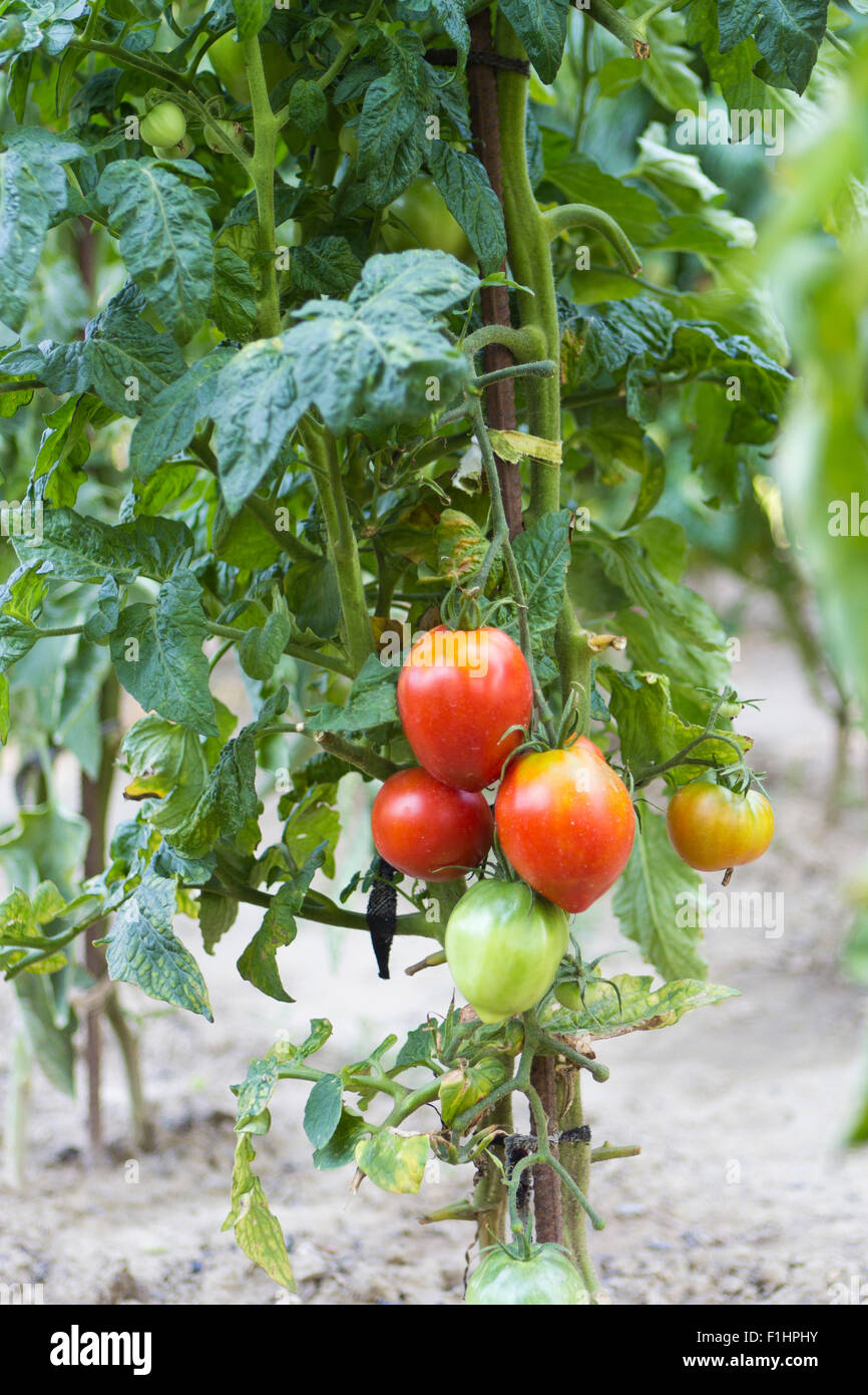 Ripe garden tomatoes ready for picking Stock Photo Alamy