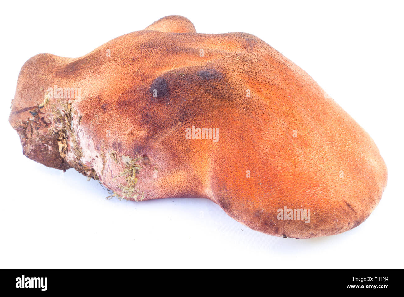 Beefsteak fungus also known as ox tongue (Fistulina hepatica) Stock Photo