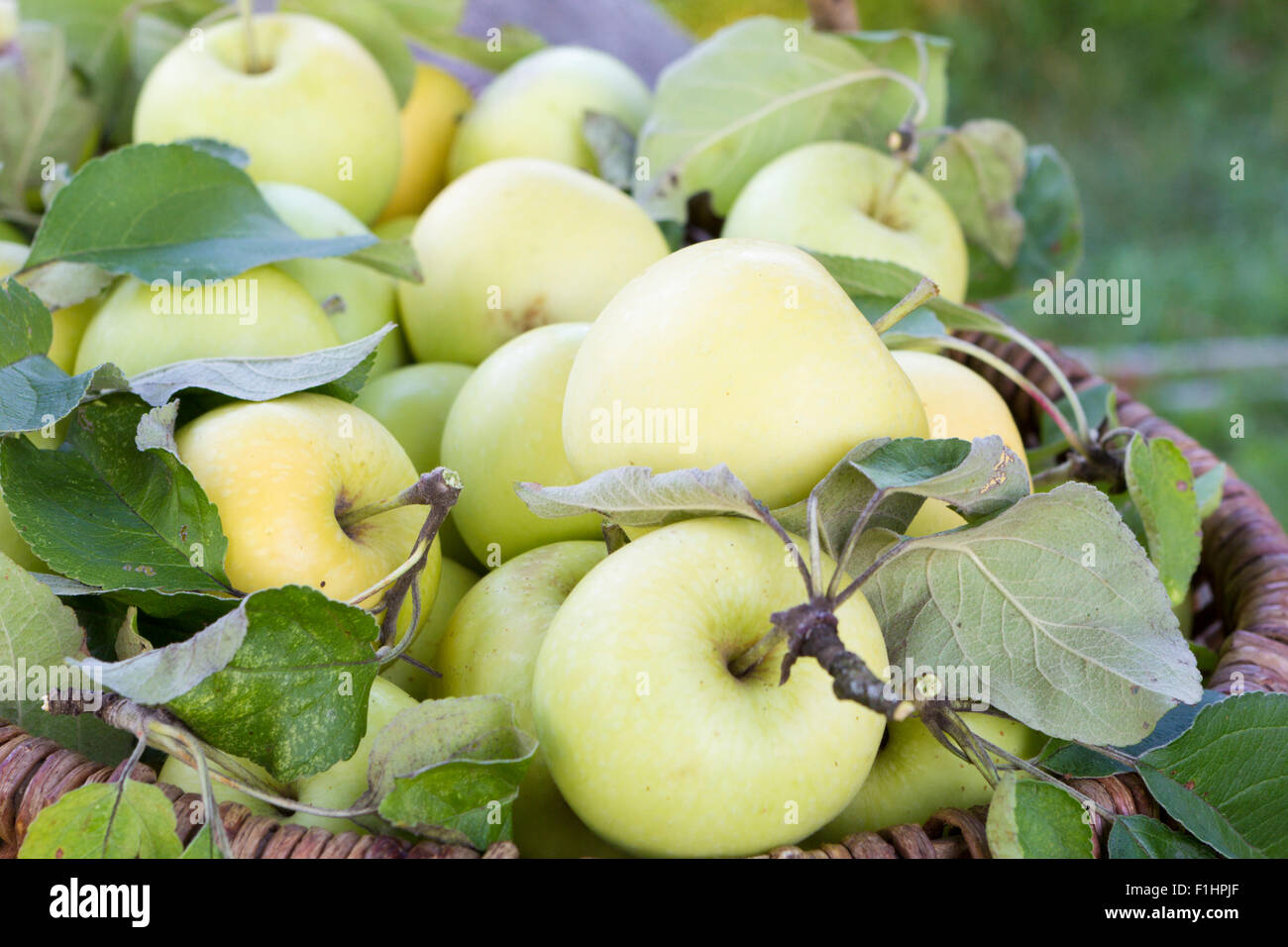 Lots of tasty apple green in summer season Stock Photo
