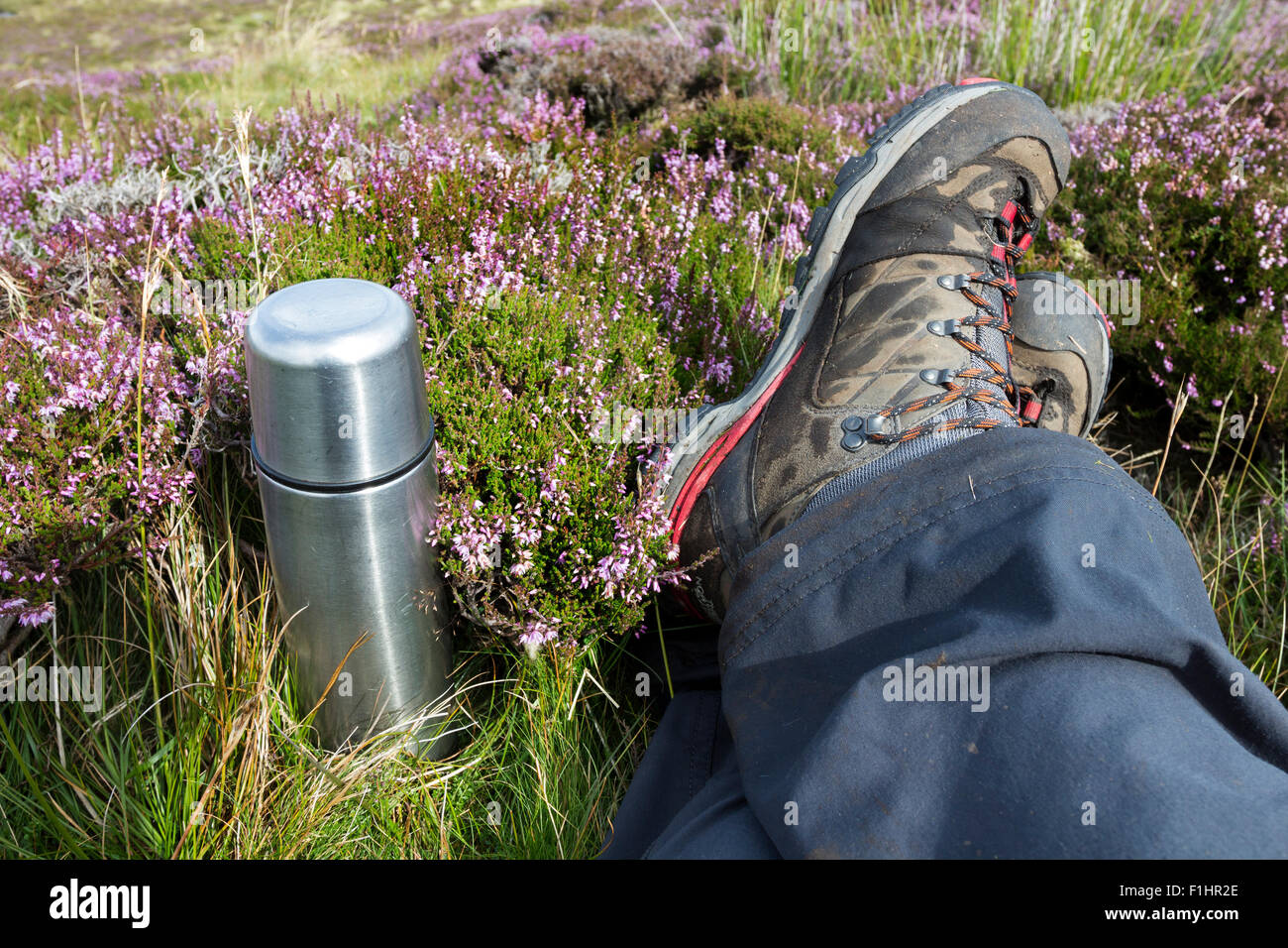 Close Up of Walkers Feet and Flask Among Heather Flowers UK Stock Photo