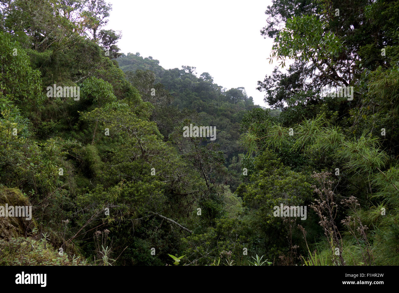 Los Quetzales National Park, Costa Rica, Central America. Jungle, forest, rainforest, nature, trees, hills, landscape Stock Photo