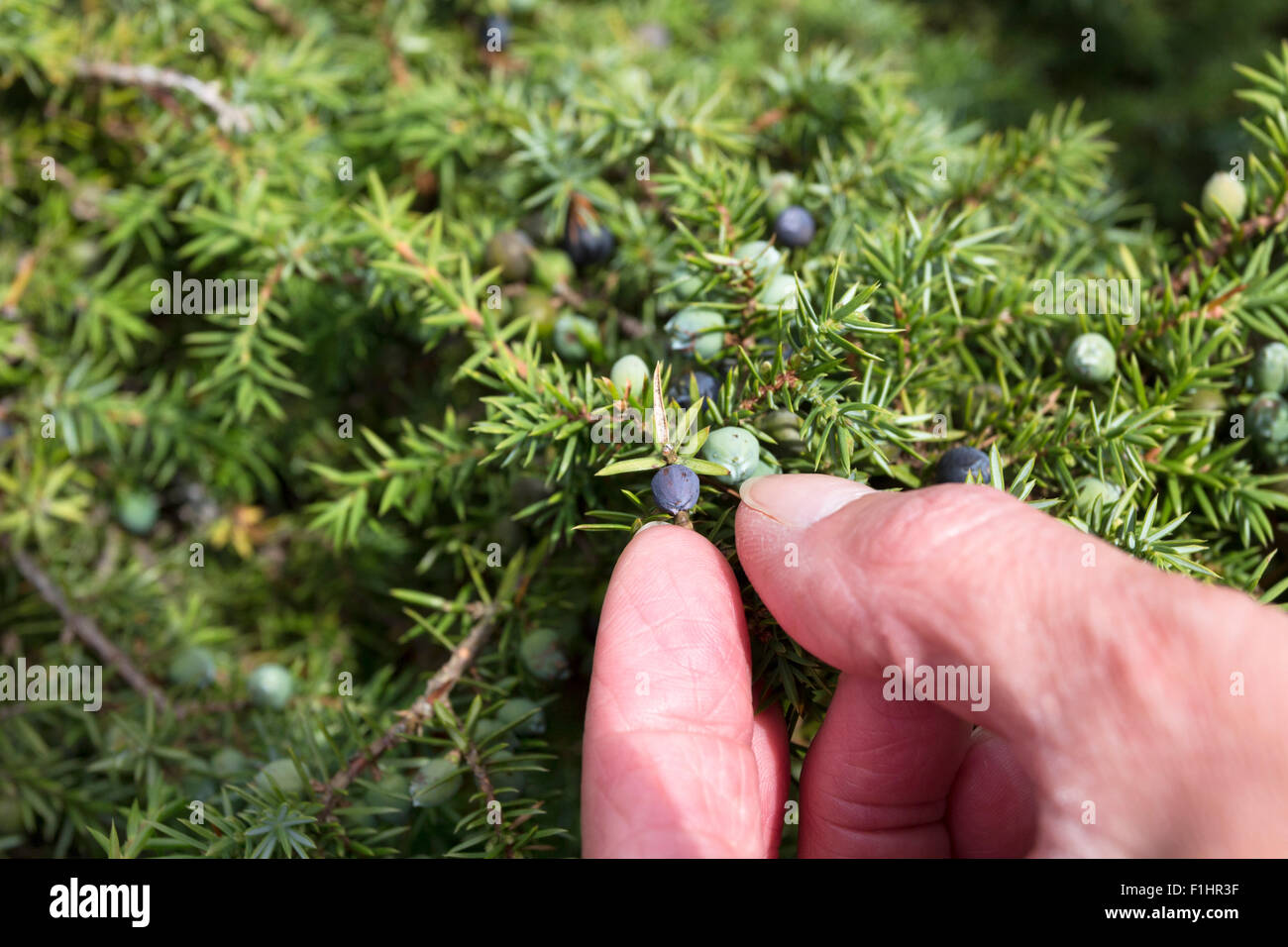 Person Picking Juniper Berries UK Stock Photo