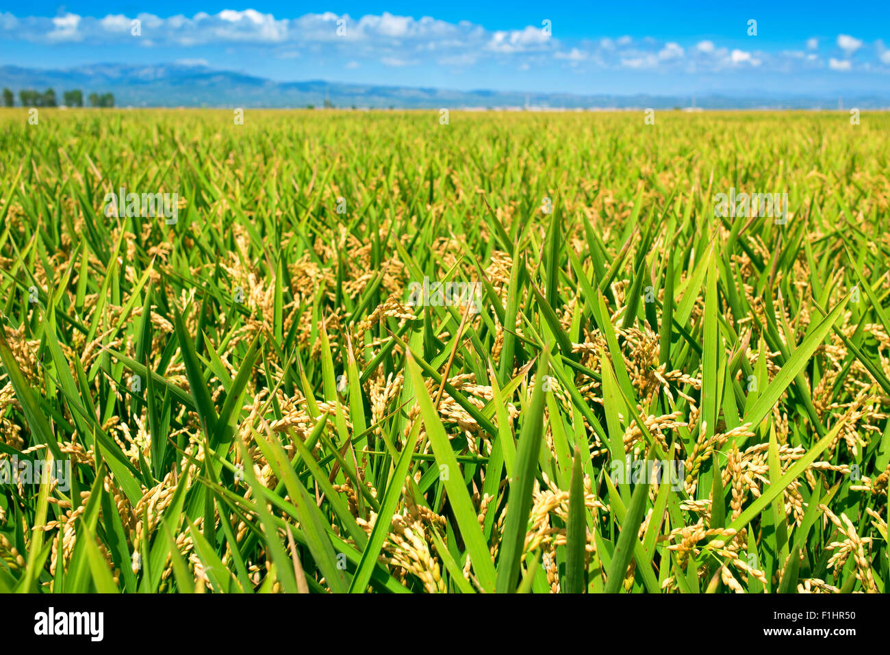 panoramic view of a paddy field in the Ebro Delta, in Catalonia, Spain, with the ripe rice in the plant before harvesting Stock Photo