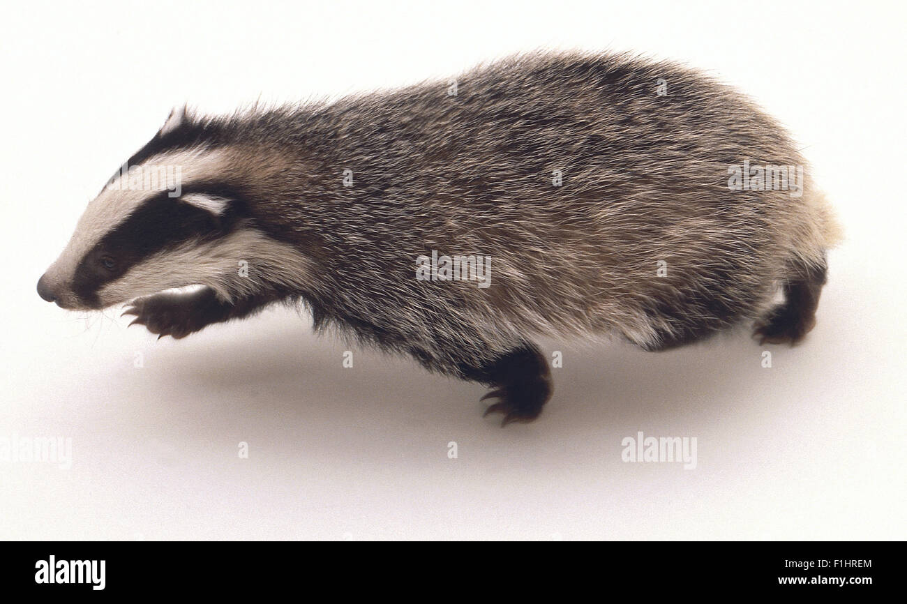 Meles meles (Old world badger, Eurasian Badger). Family Mustelidae. Badger cub walking from above. Stock Photo