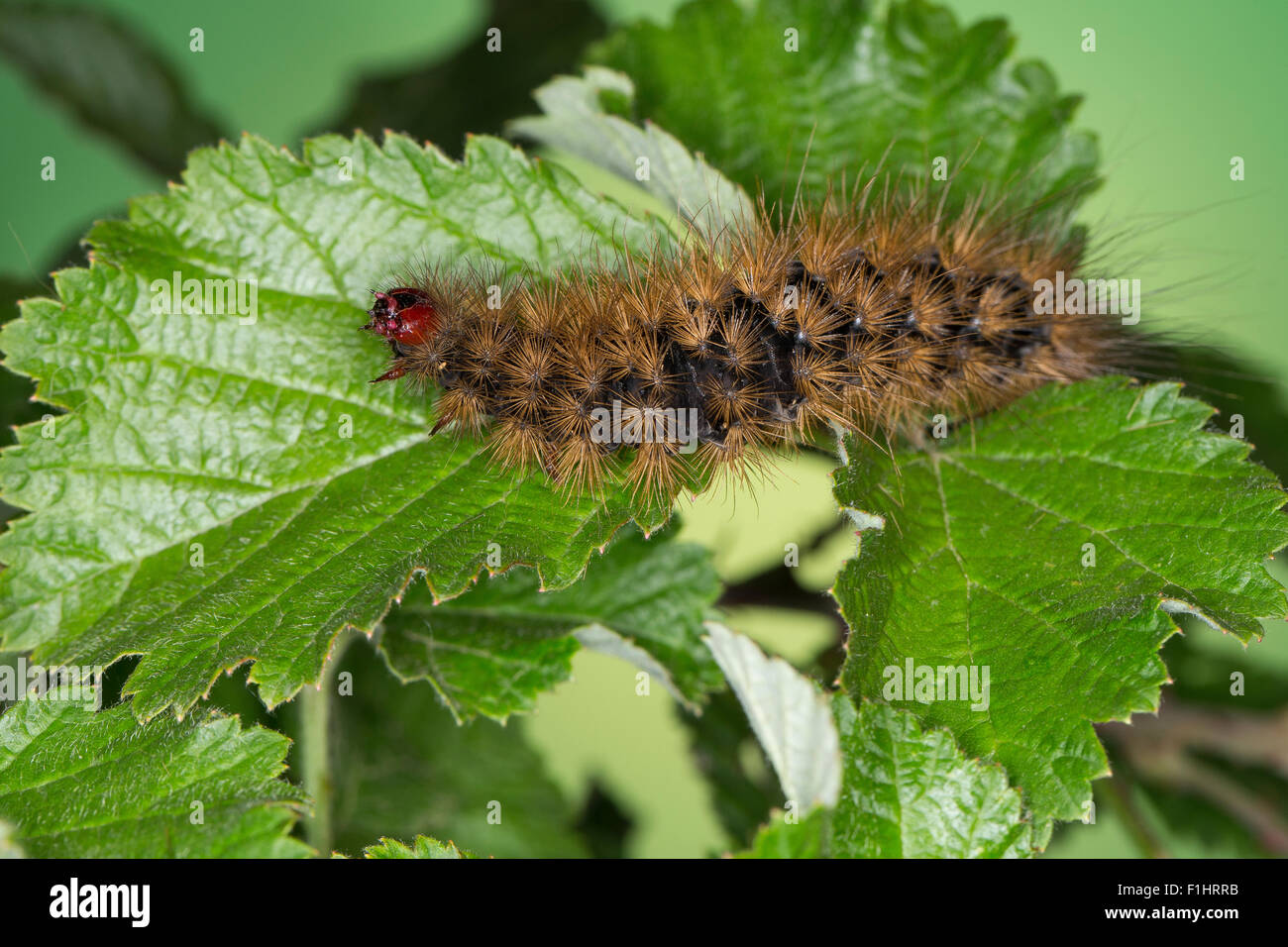 Cream-spot Tiger, caterpillar, Schwarzer Bär, Raupe, Arctia villica, Epicallia villica, woolly bear, woolly worm Stock Photo