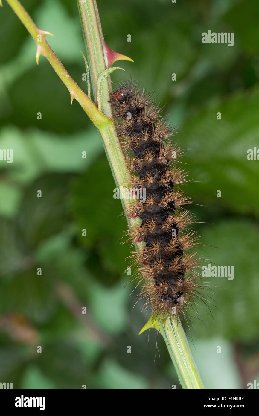 Cream-spot Tiger, caterpillar, Schwarzer Bär, Raupe, Arctia villica, Epicallia villica, woolly bear, woolly worm Stock Photo