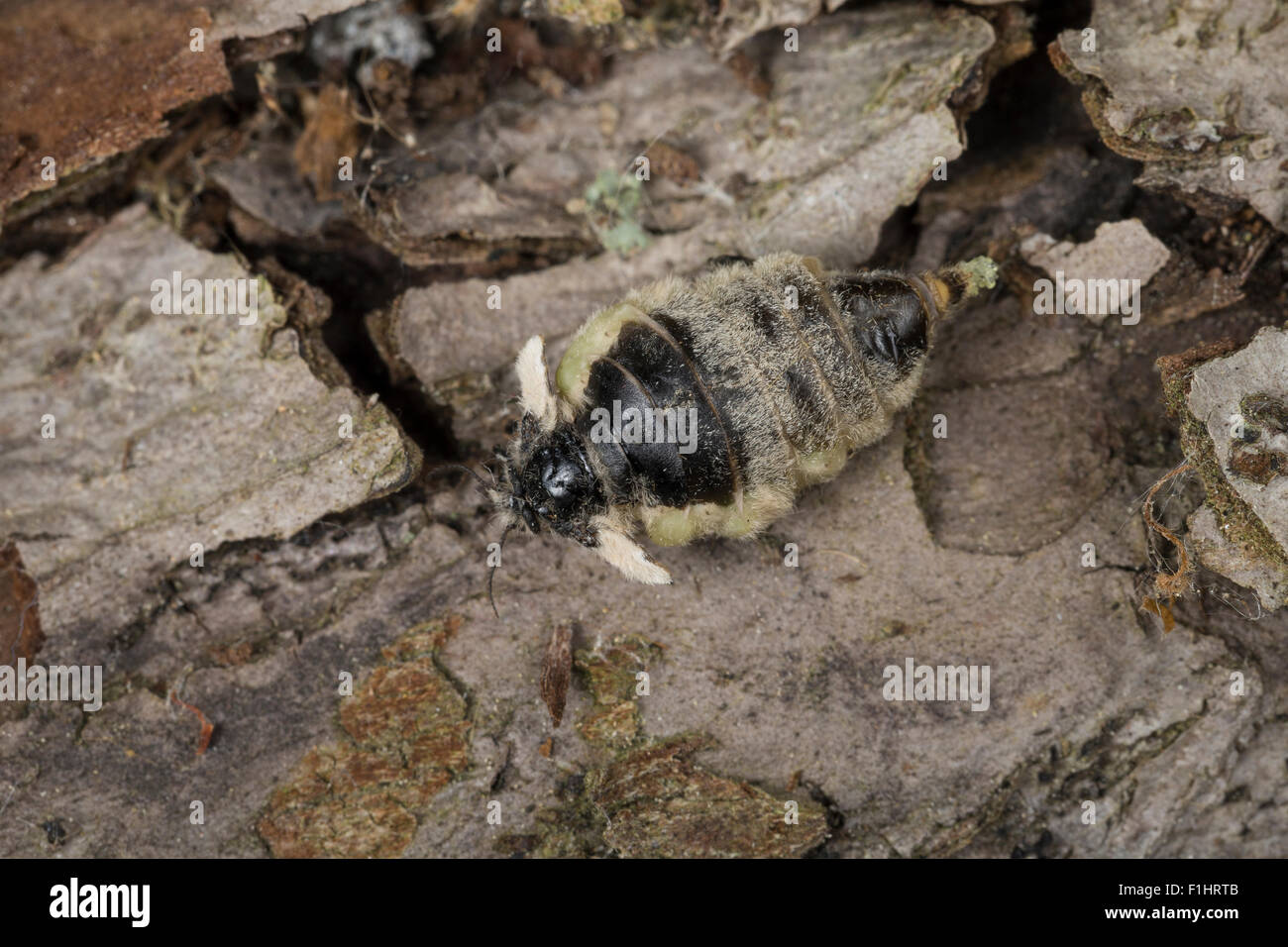 Vapourer moth, rusty tussock moth, female, Schlehenspinner, Weibchen, Kleiner Bürstenspinner, Orgyia antiqua, Orgyia recens Stock Photo