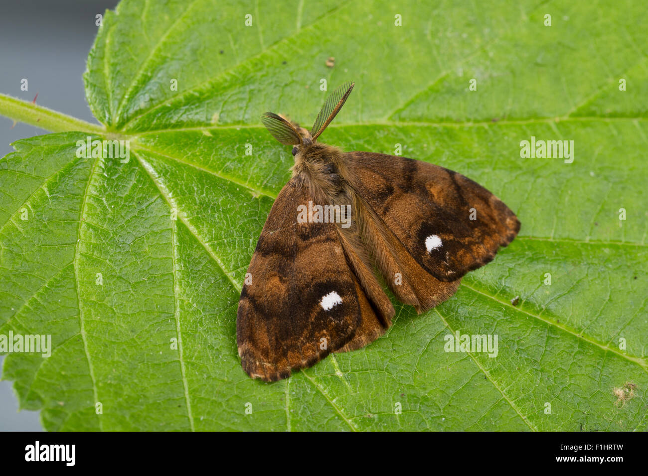 Vapourer moth, rusty tussock moth, male, Schlehenspinner, Männchen, Kleiner Bürstenspinner, Orgyia antiqua, Orgyia recens Stock Photo
