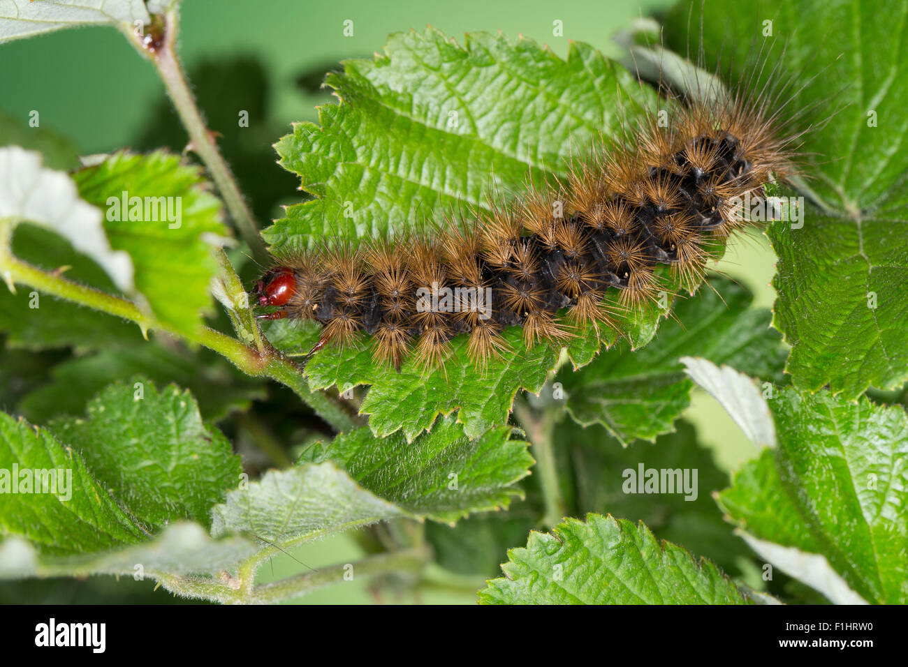 Cream-spot Tiger, caterpillar, Schwarzer Bär, Raupe, Arctia villica, Epicallia villica, woolly bear, woolly worm Stock Photo