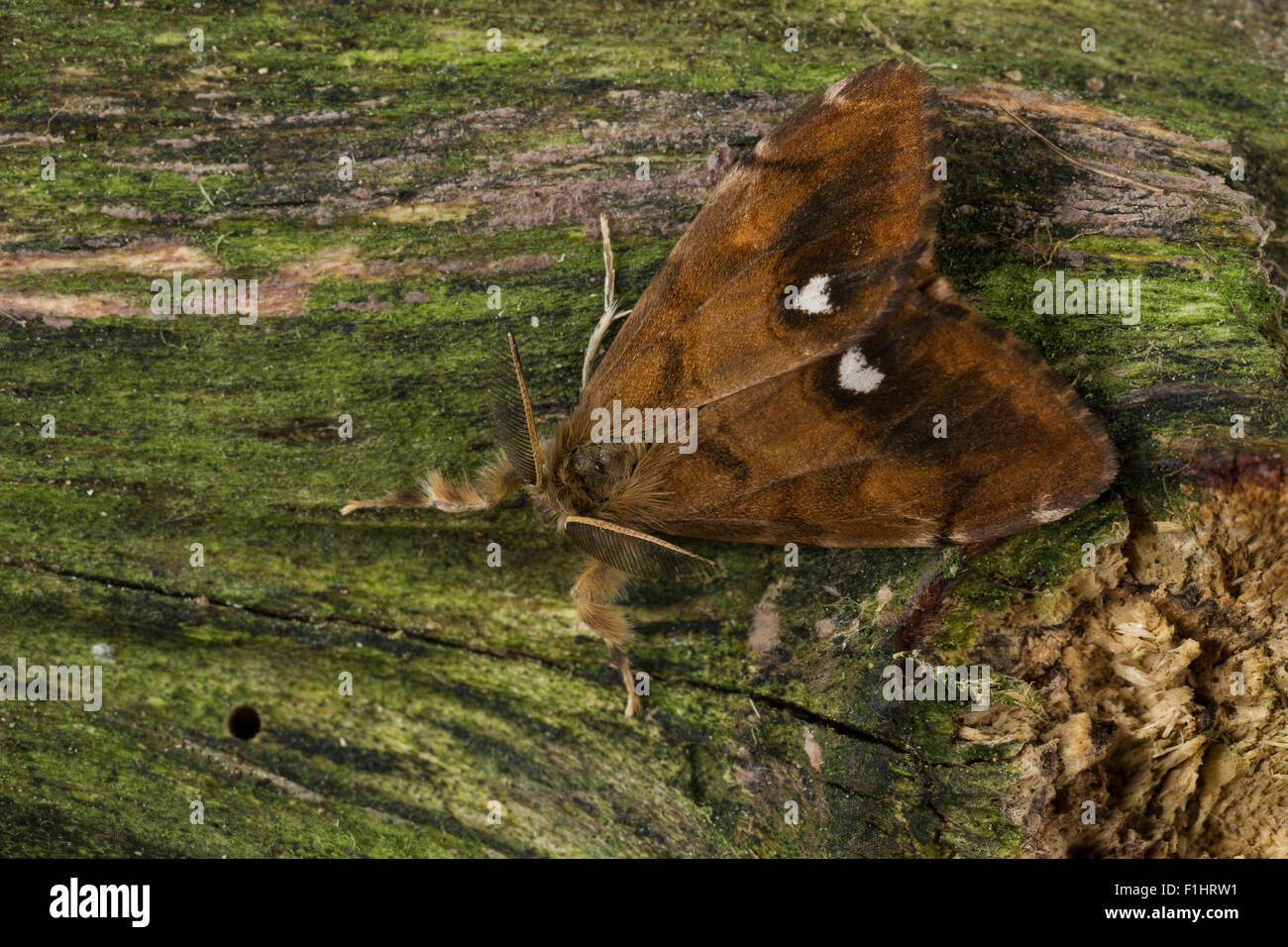 Vapourer moth, rusty tussock moth, male, Schlehenspinner, Männchen, Kleiner Bürstenspinner, Orgyia antiqua, Orgyia recens Stock Photo